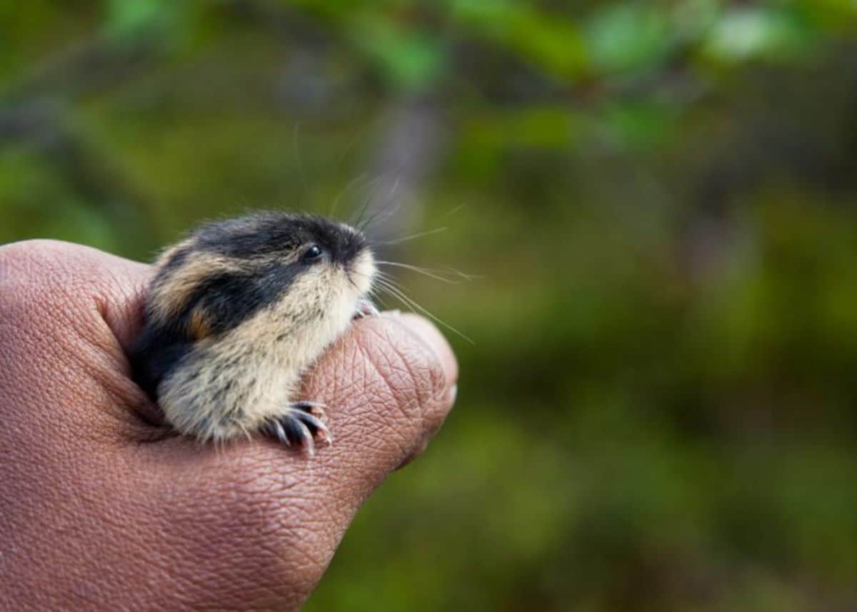 black and white baby lemming being held by someone