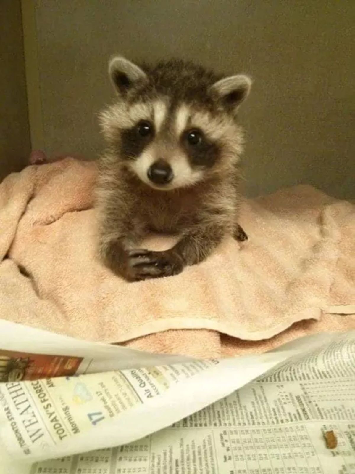 black and white baby raccoon on a pink towel