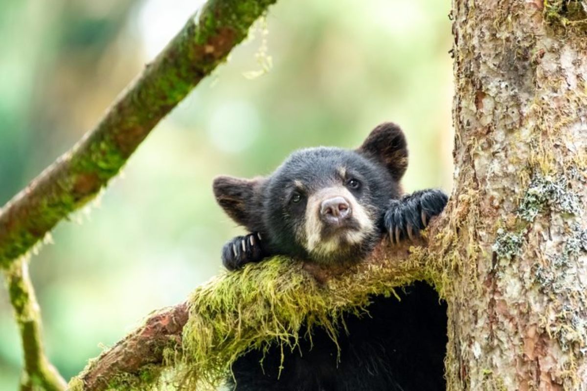 black and white bear cub hanging on a tree branch