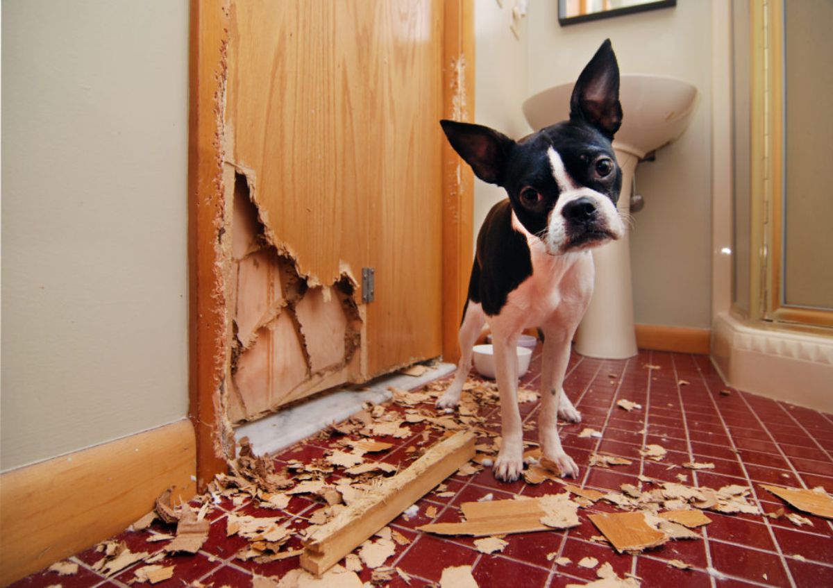 black and white boston terrier standing next to a ripped up wooden door
