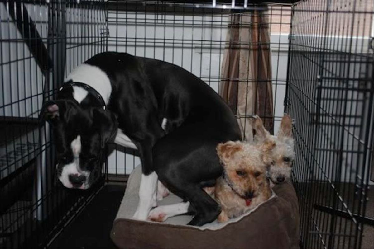 black and white boston terrier sitting on 2 small brown and white terriers inside a metal crate