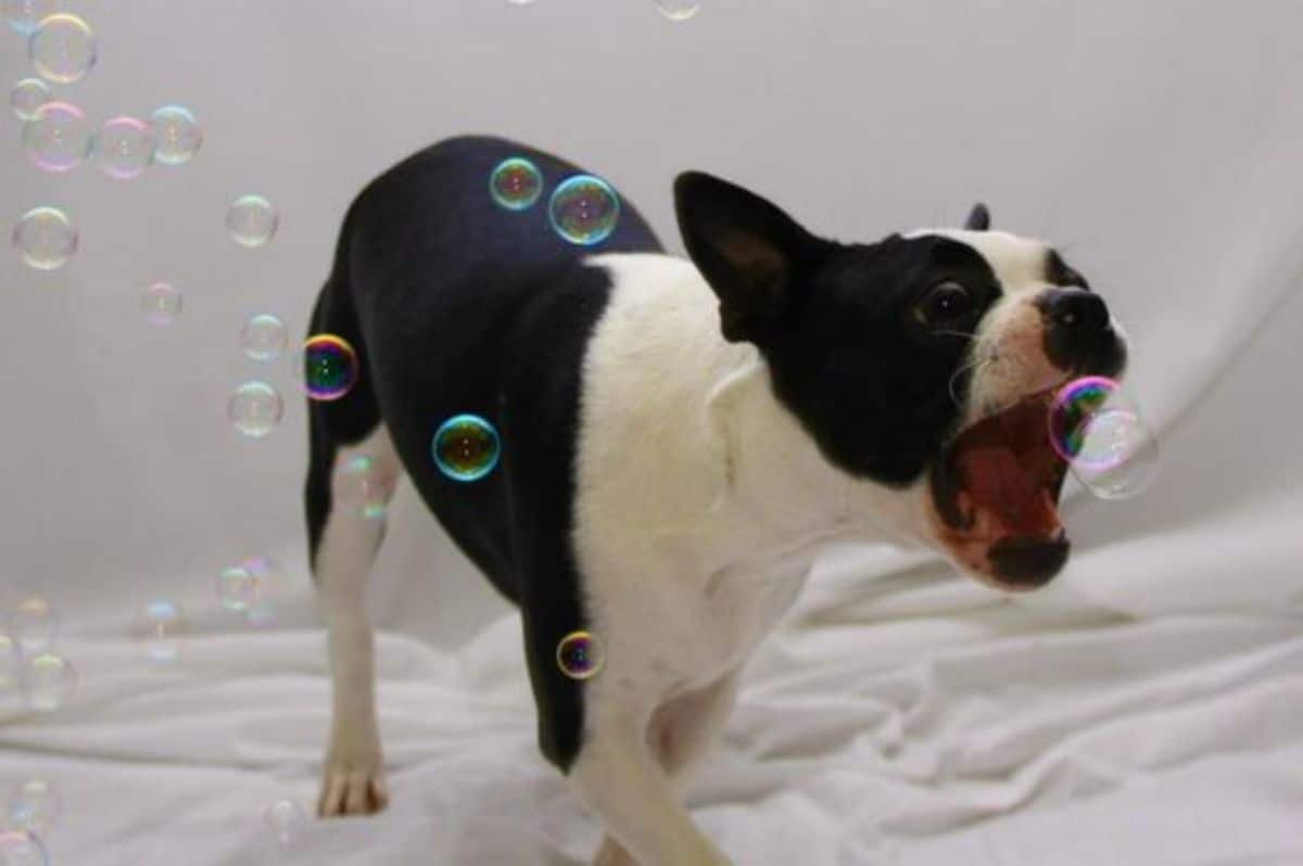 black and white boston terrier trying to eat bubbles