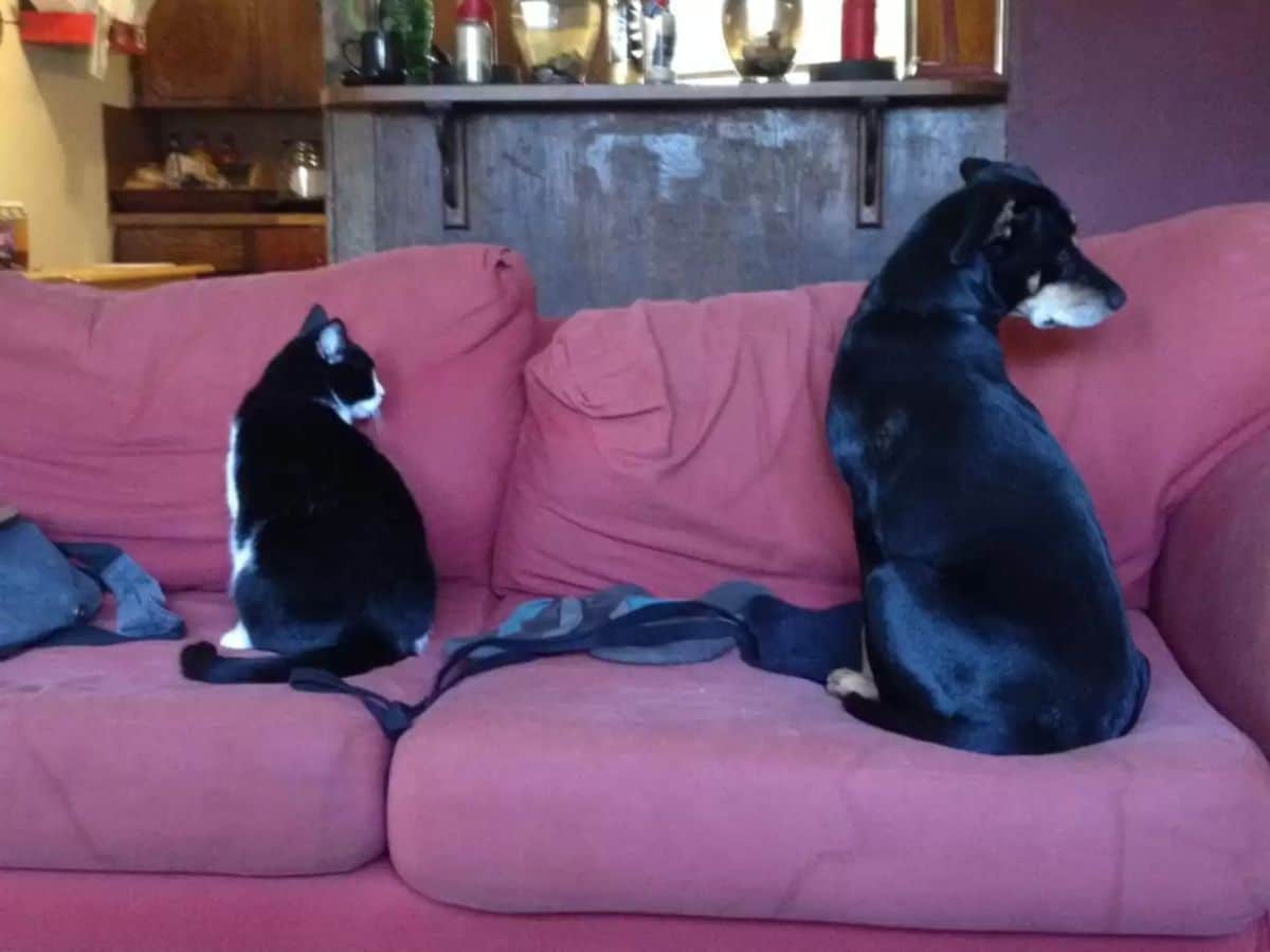 black and white cat and black and white dog sitting on a red sofa facing the cushions and looking to their right