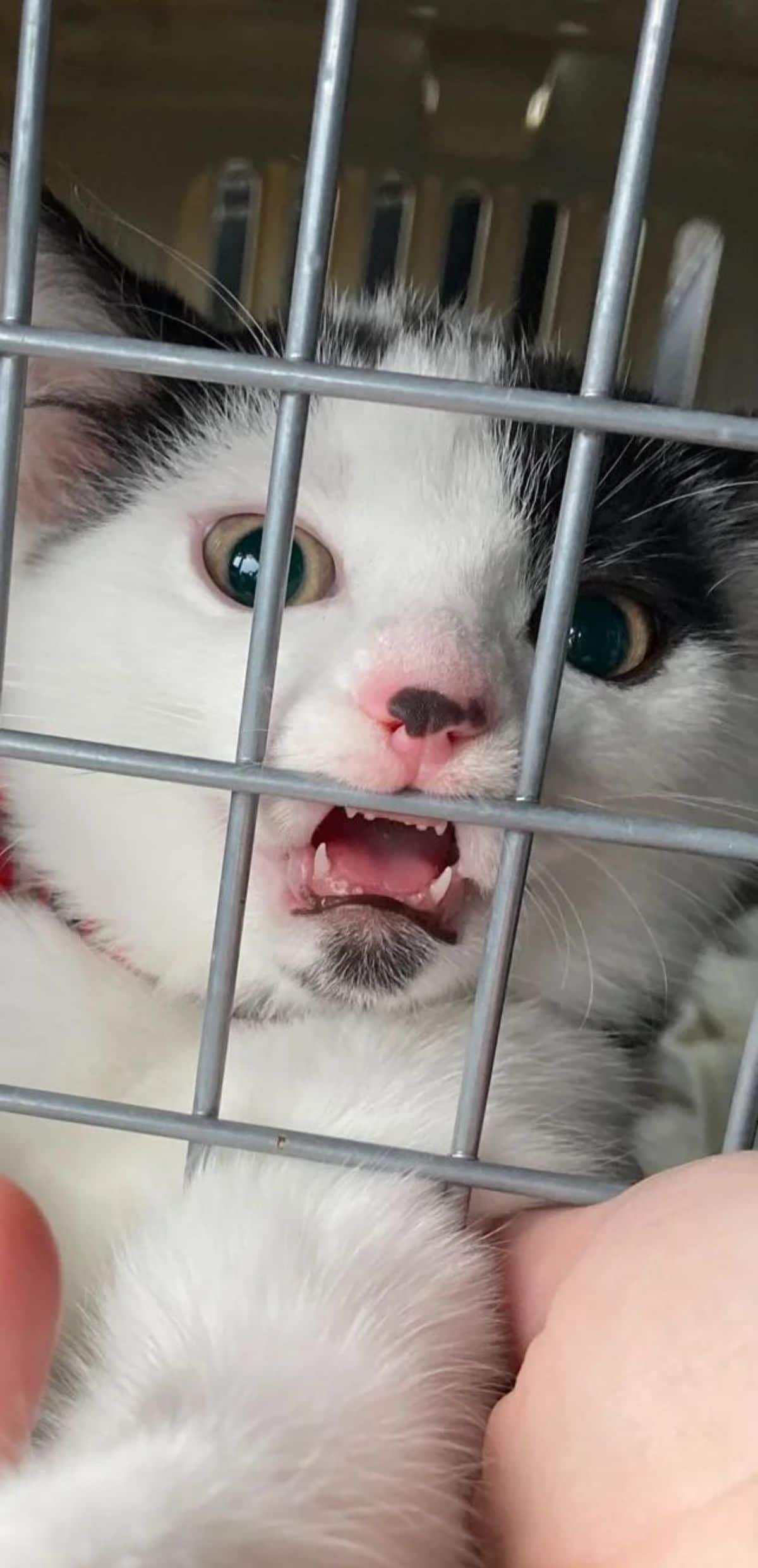 black and white cat in a cat carrier with the mouth open and eyes widened