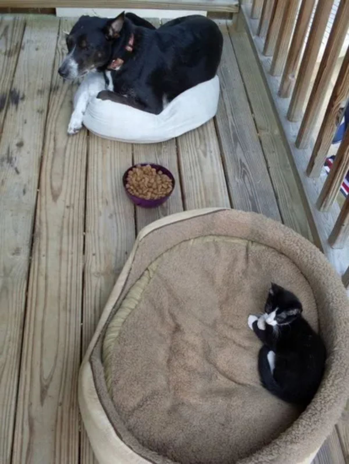 black and white cat laying in a big brown dog bed with a black and white dog laying in a small white cat bed