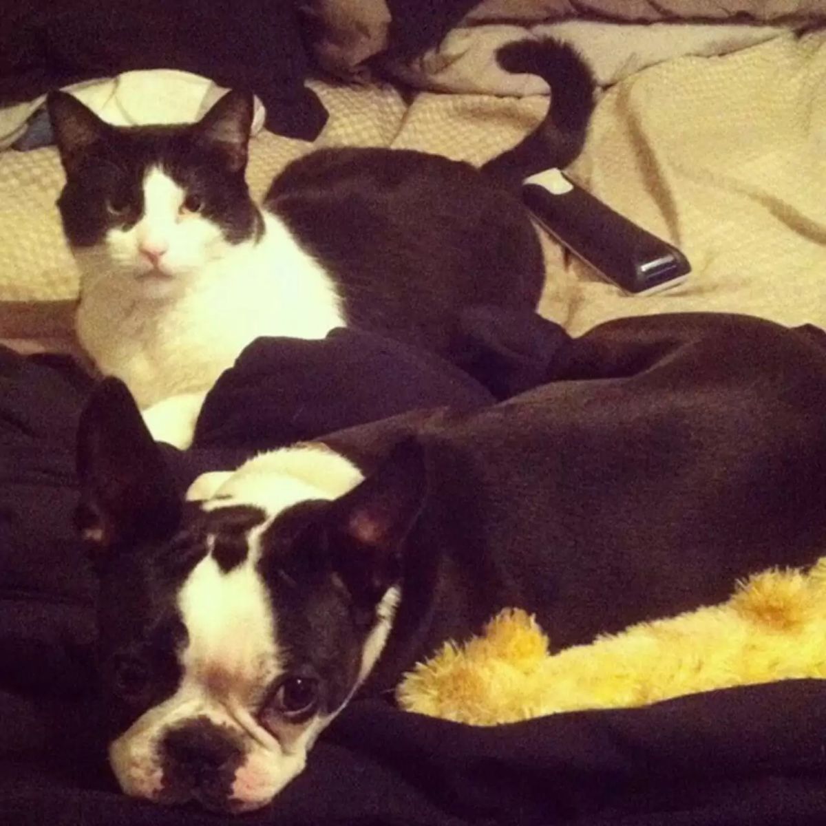 black and white cat laying on a yellow bed next to a black and white dog
