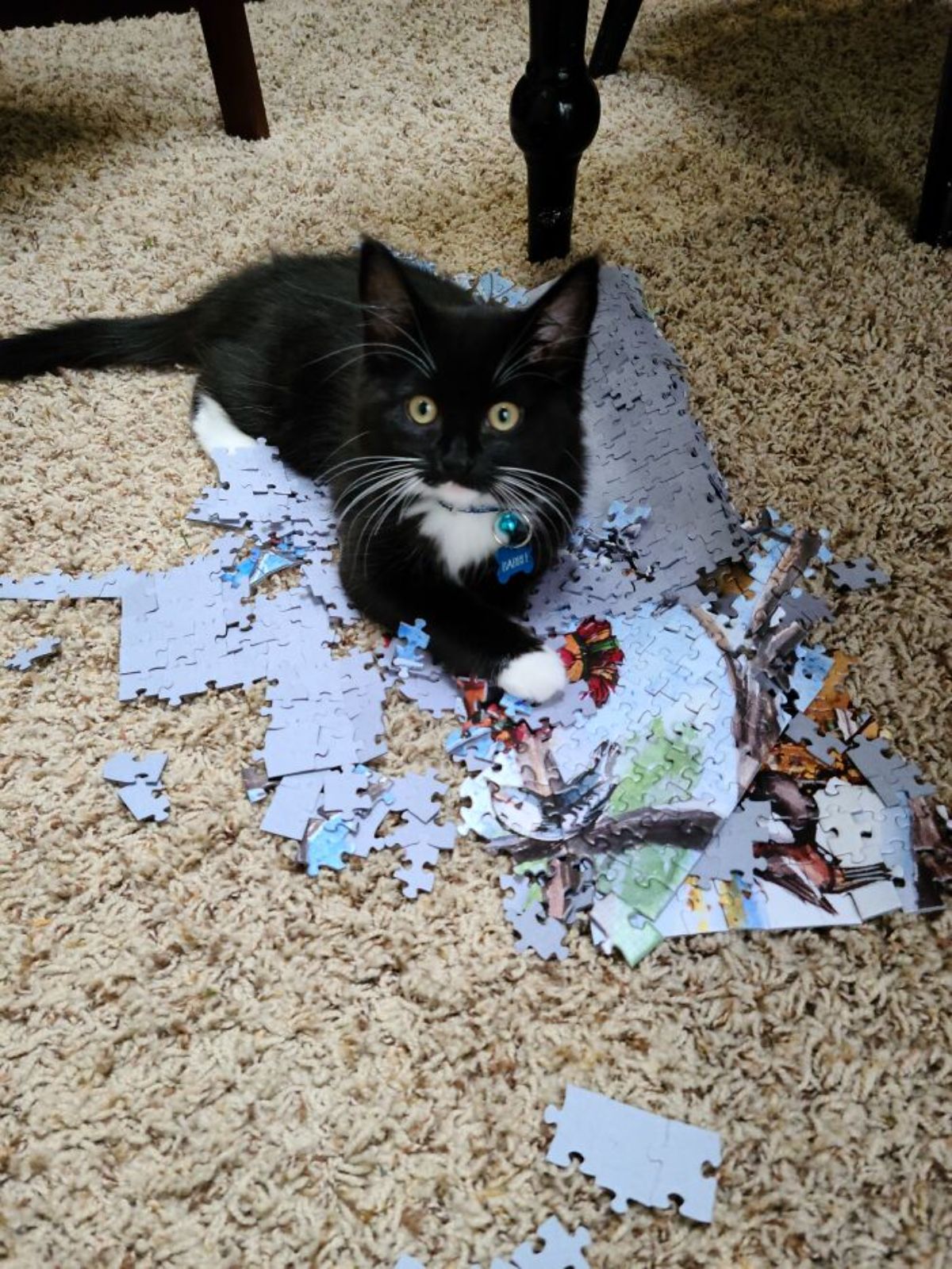 black and white cat sitting on a destroyed jigsaw puzzle