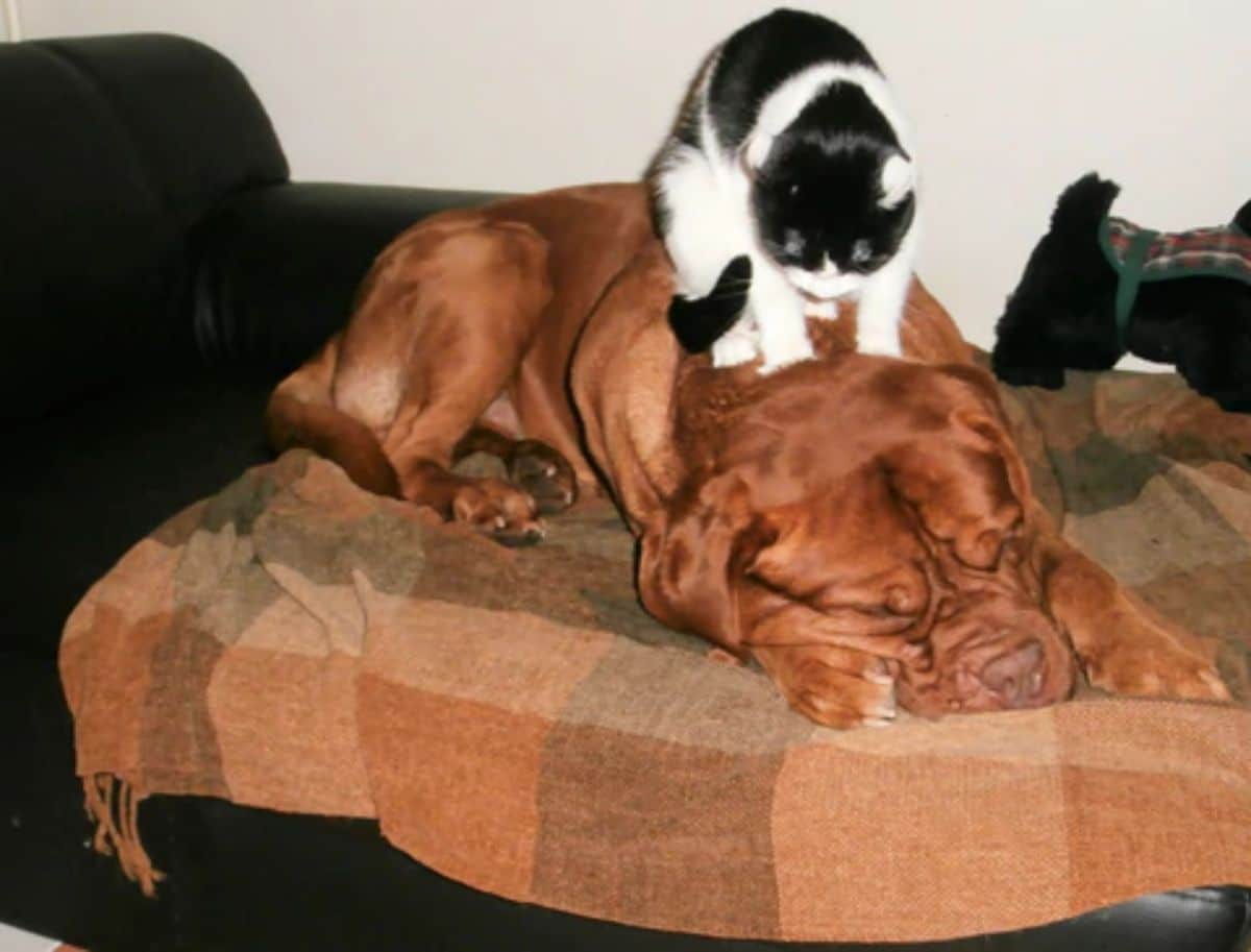 black and white cat sitting on a sleeping brown mastiff laying on a bed