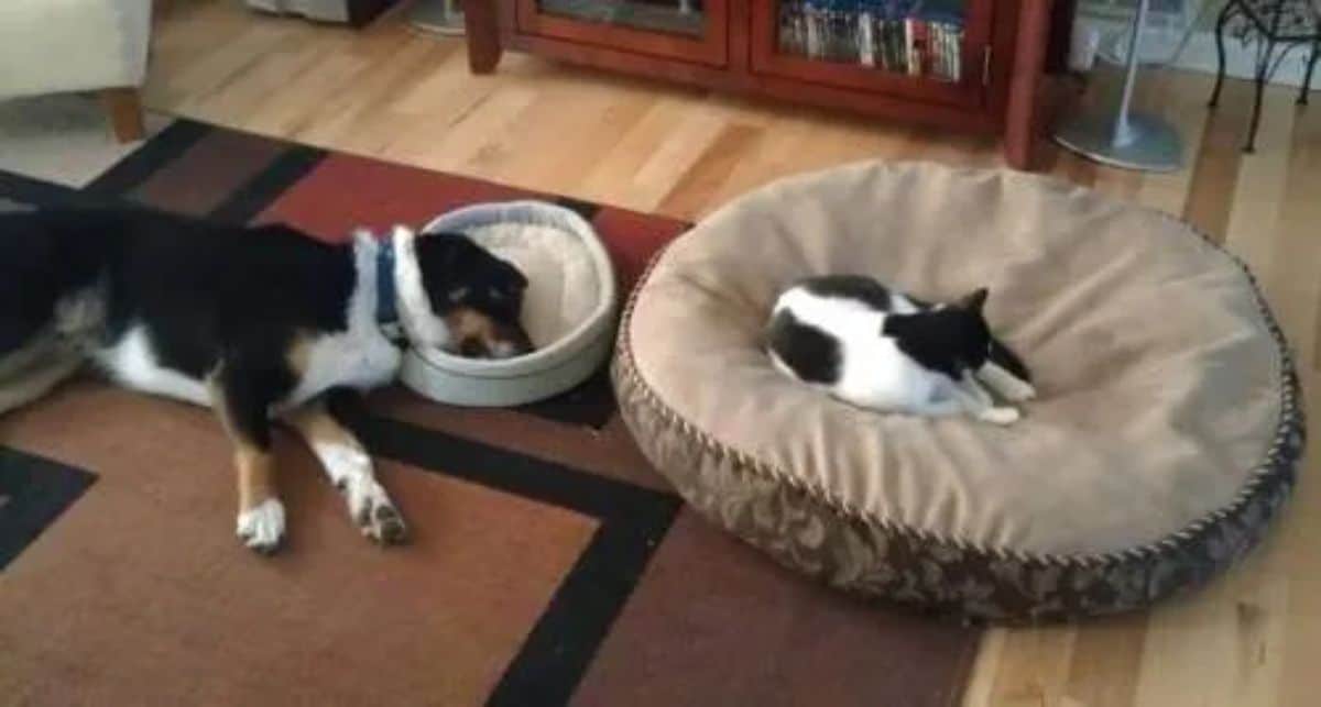 black and white cat sleeping on a medium brown dog bed with a black white and brown dog laying down with the head resting on a small blue and white cat bed