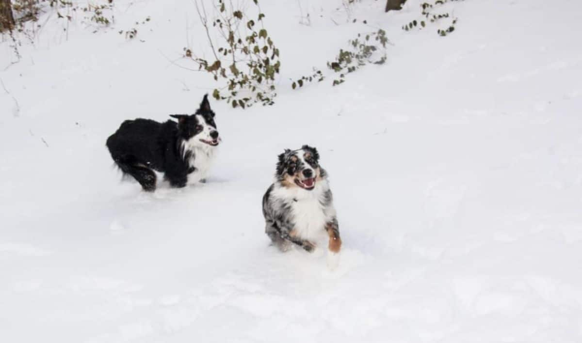 black and white collie and black white and red australian shepherd playing in snow