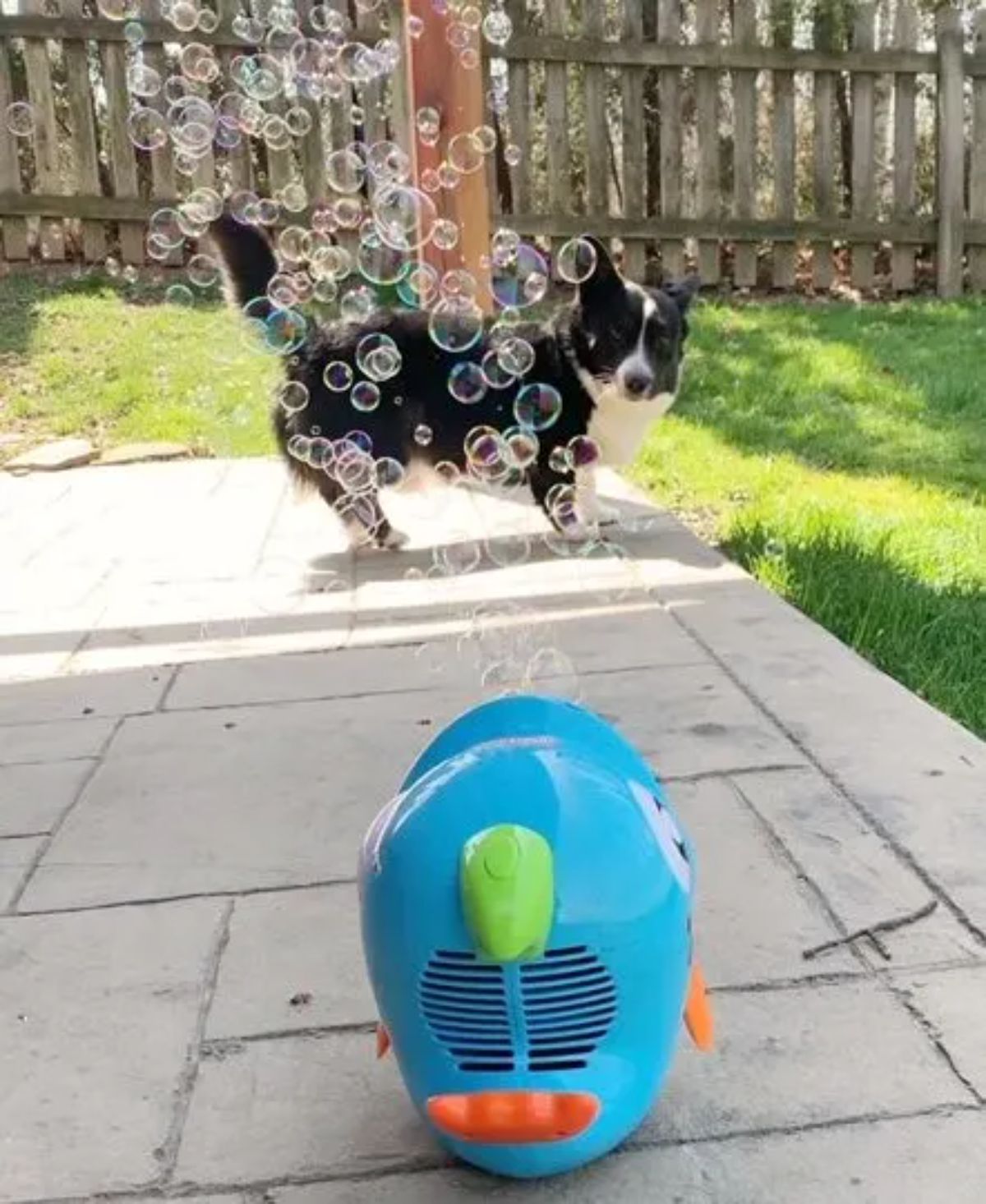 black and white corgi surrounded by soap bubbles from a machine