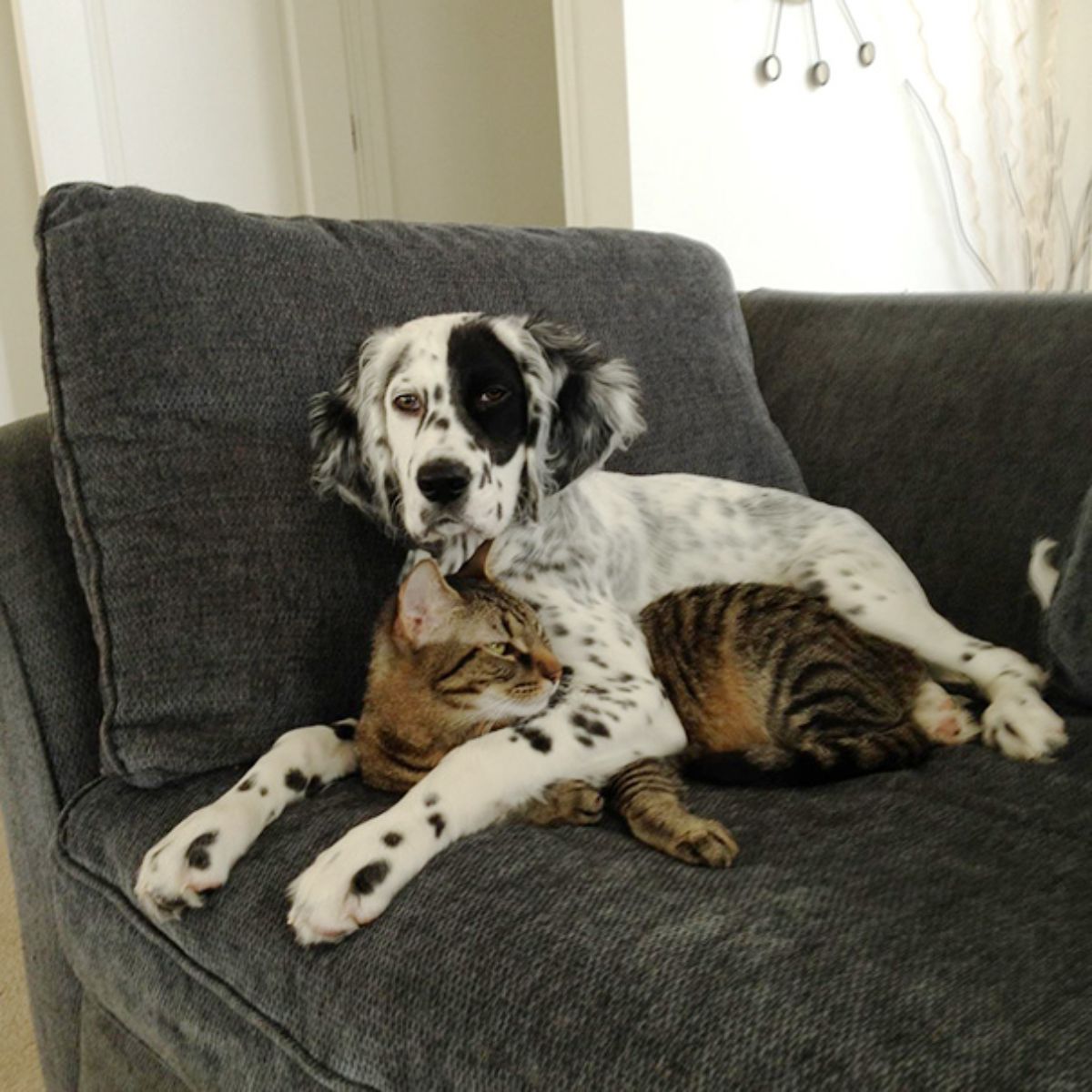 black and white dalmation laying on a black sofa cuddling a brown tabby cat