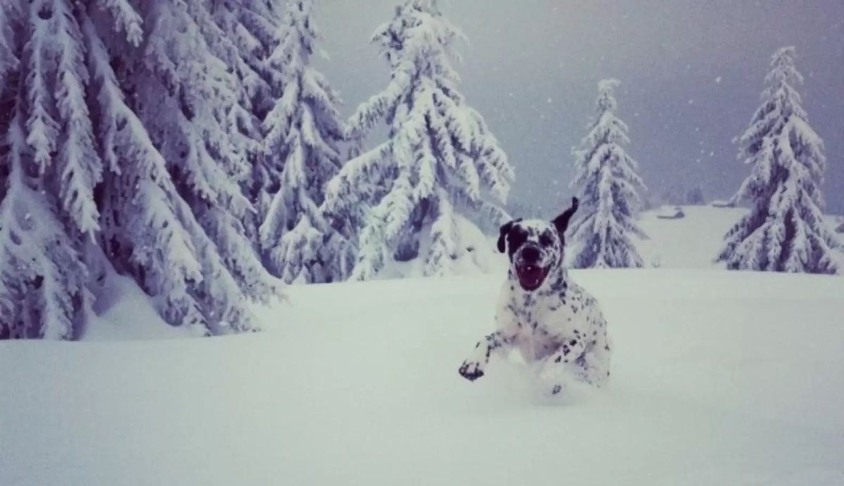 black and white dalmation running in snow