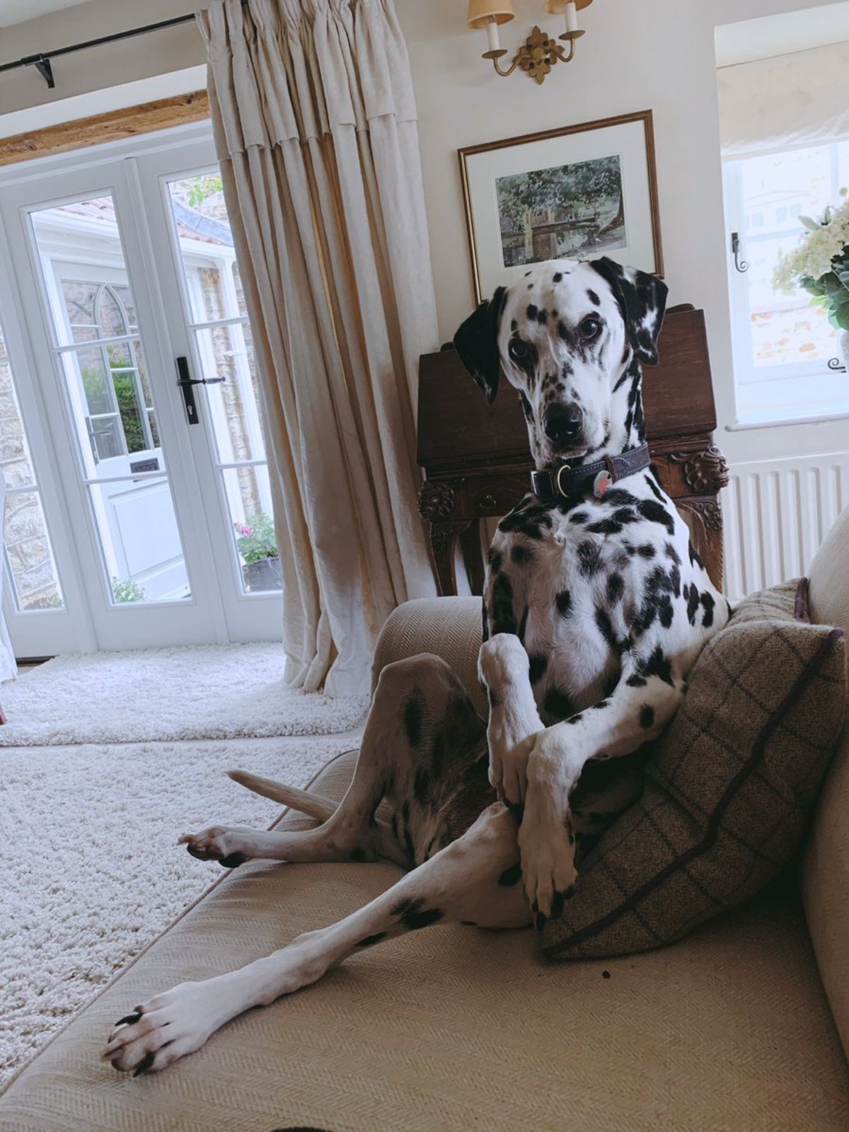 black and white dalmation sitting up and leaning against a cushion.jfif