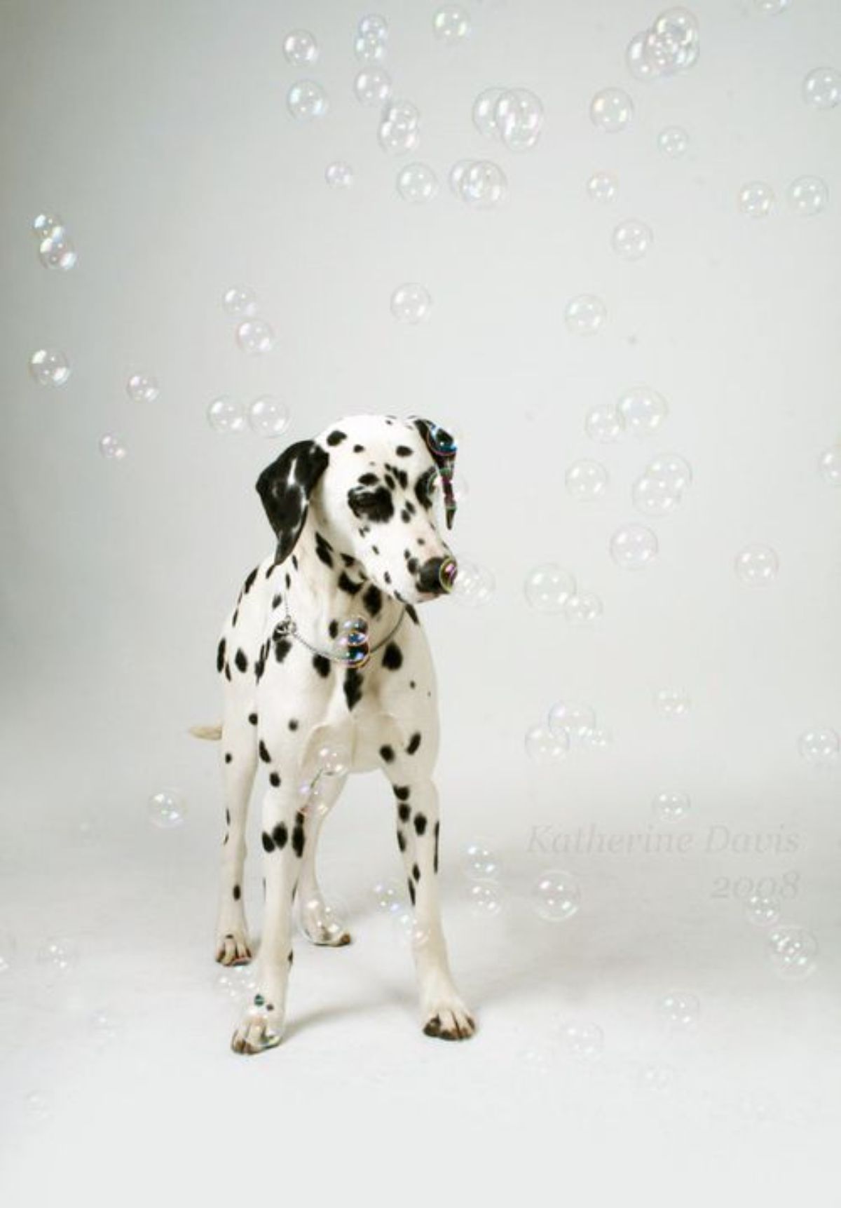 black and white dalmation standing amid bubbles