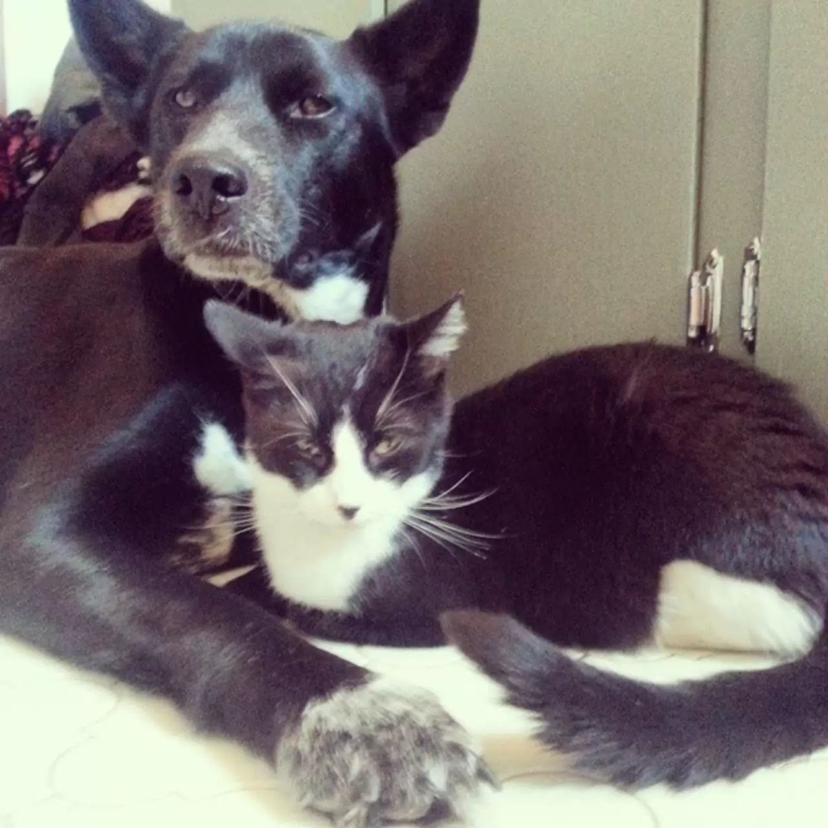 black and white dog and black and white cat together with the same tuxedo pattern