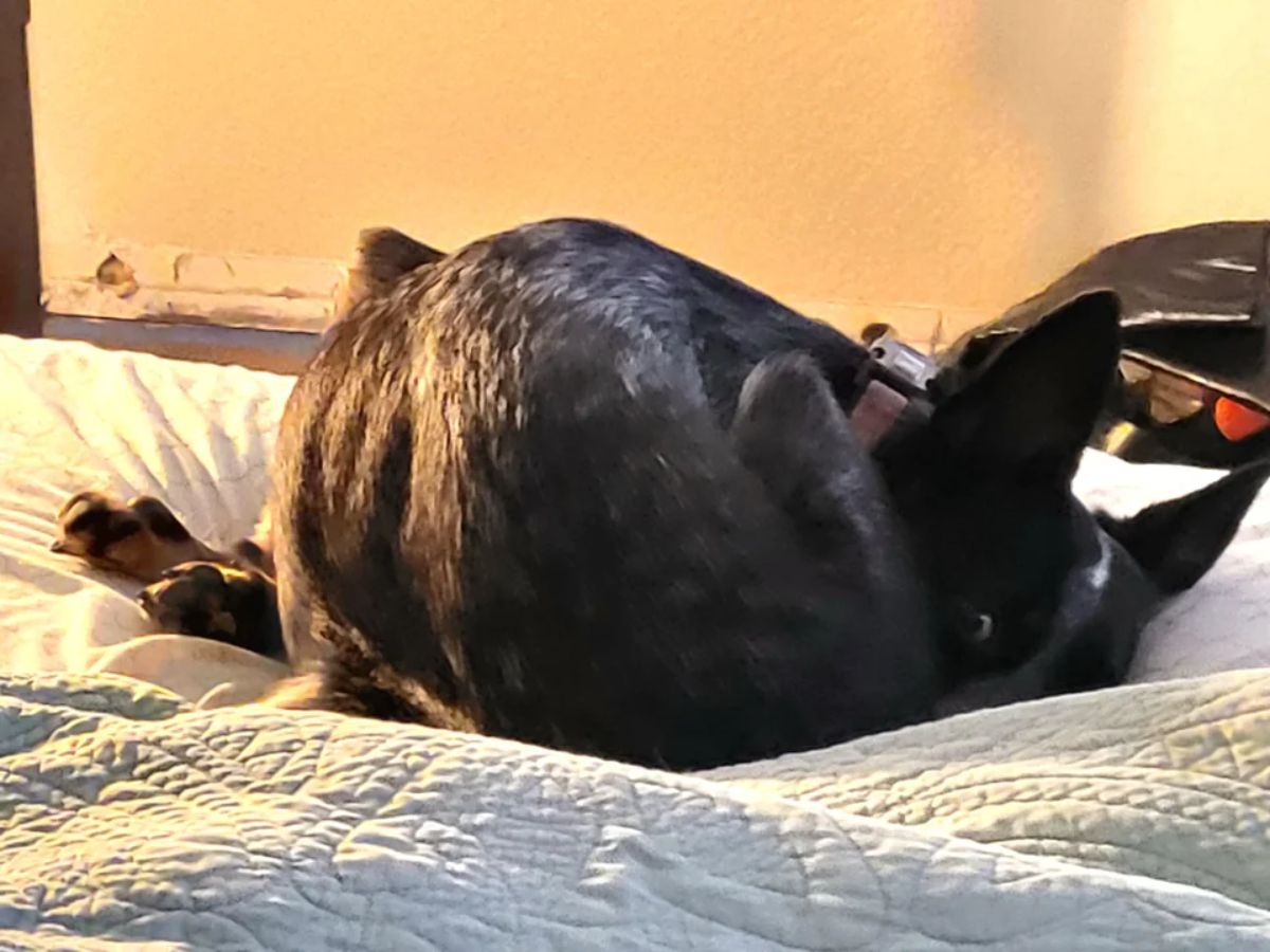 black and white dog curled up in a ball on a white bed with two paws sticking out from behind