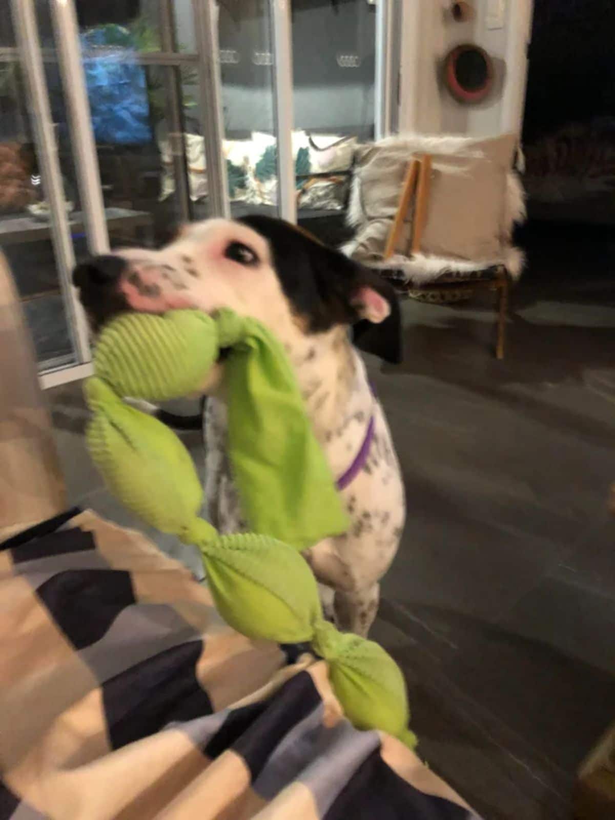 black and white dog holding a green cloth toy