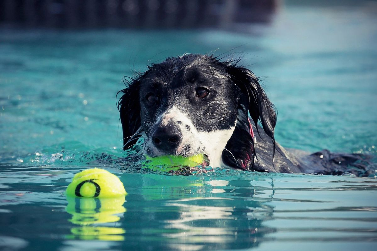 black and white dog in a swimming pool