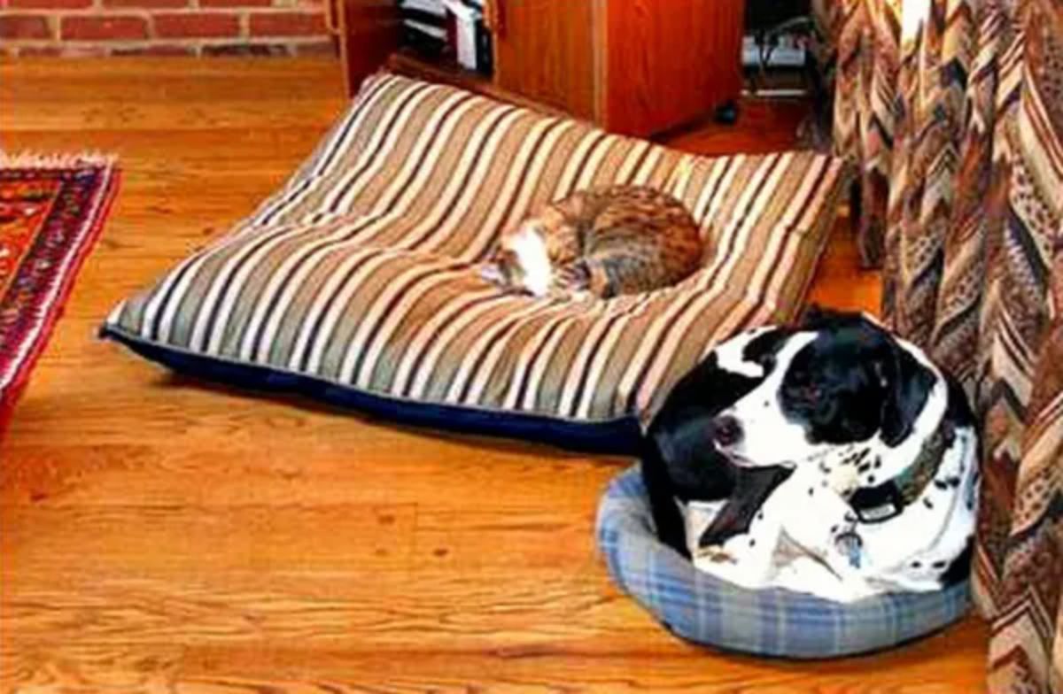 black and white dog laying in a small blue plaid cat bed and a brown and white tabby cat sleeping on a black white and brown striped dog bed