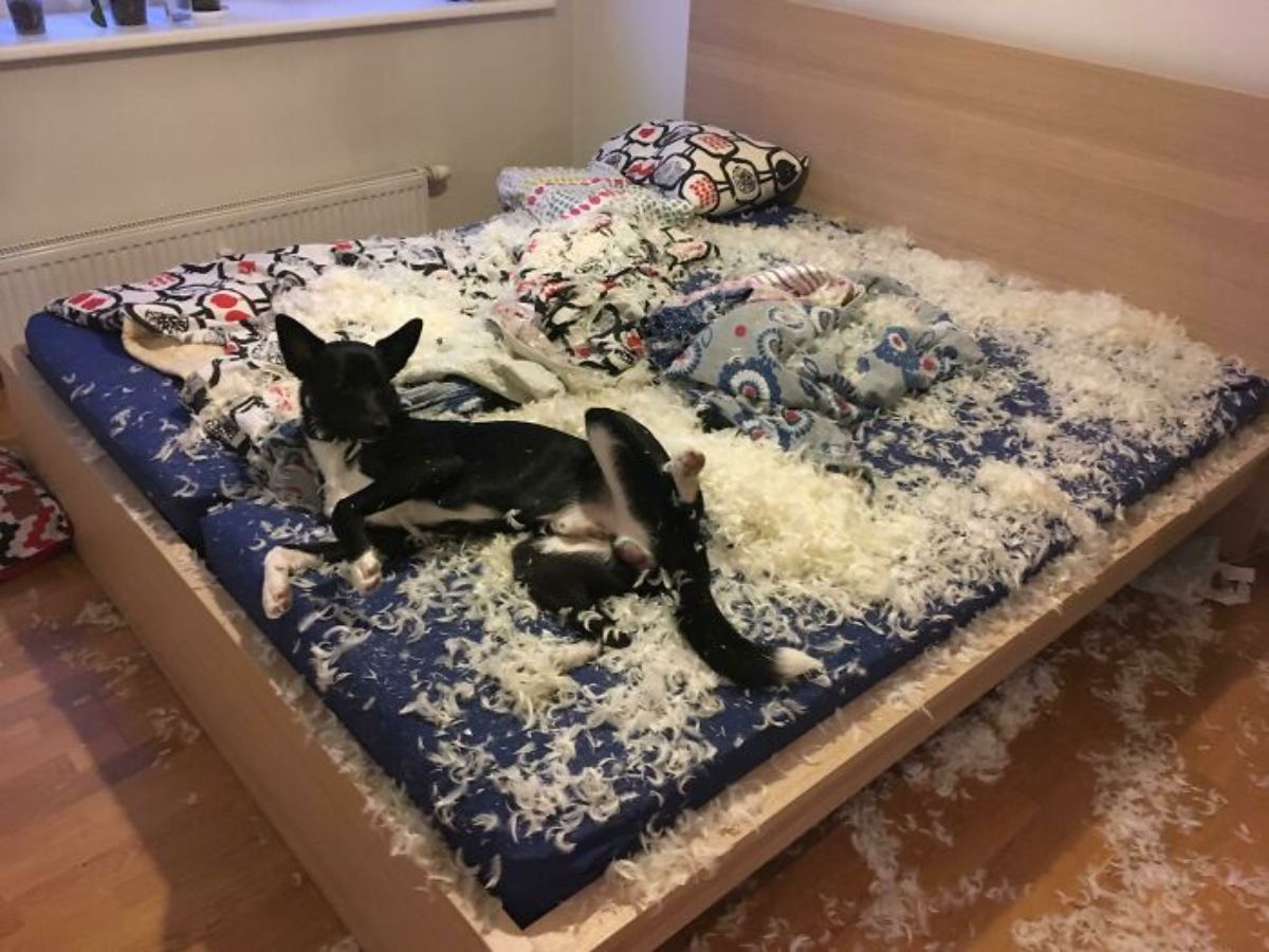 black and white dog laying on a bed with ripped up pillows