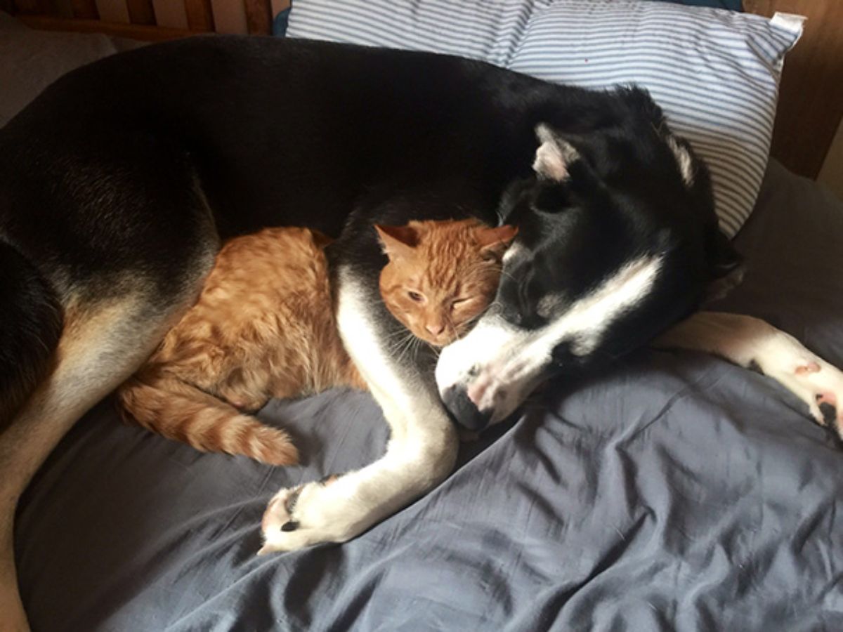 black and white dog laying on a grey bed and cuddling an orange cat