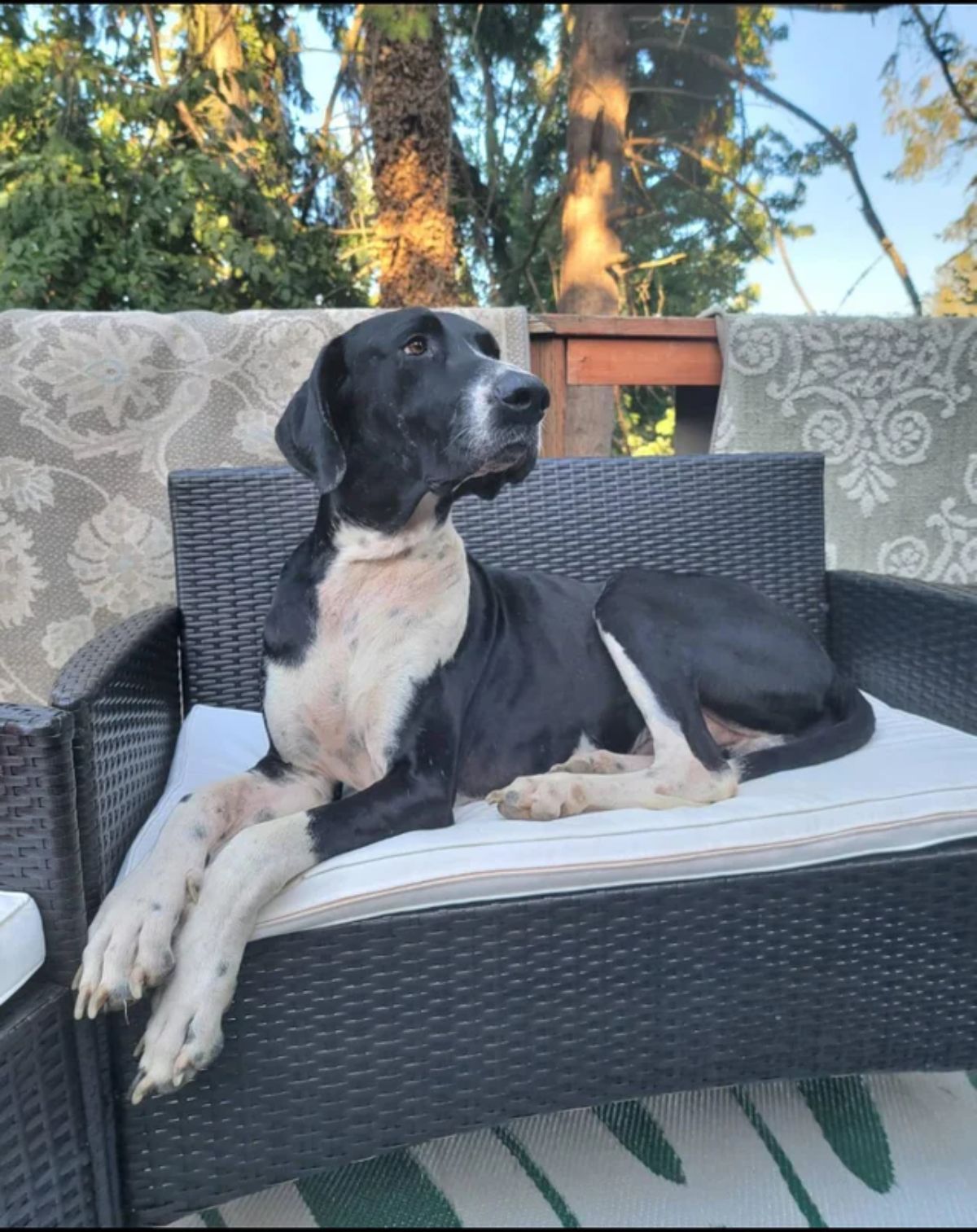 black and white dog laying on a lounge chair