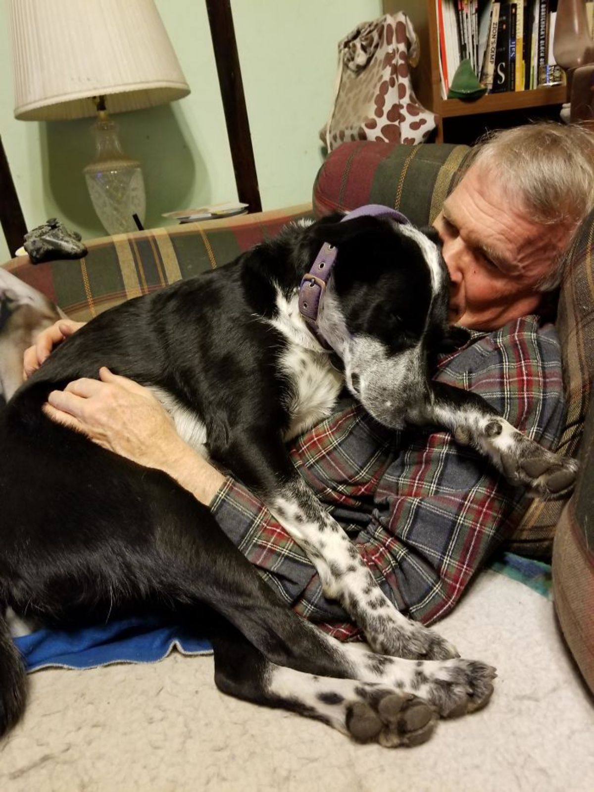 black and white dog laying on an old man and being hugged by him