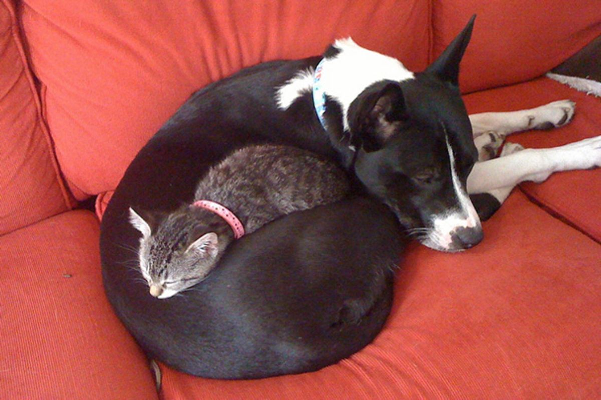 black and white dog laying on red sofa curled up around a grey tabby kitten