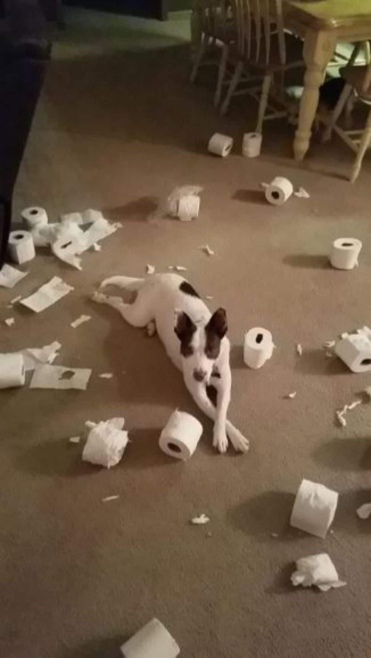 black and white dog laying on the floor surrounded by ripped up rolls of toilet paper