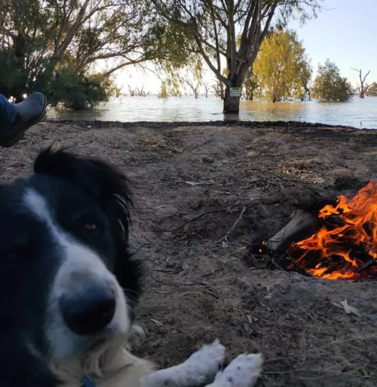 black and white dog laying on the ground in front of a camp fire by a river