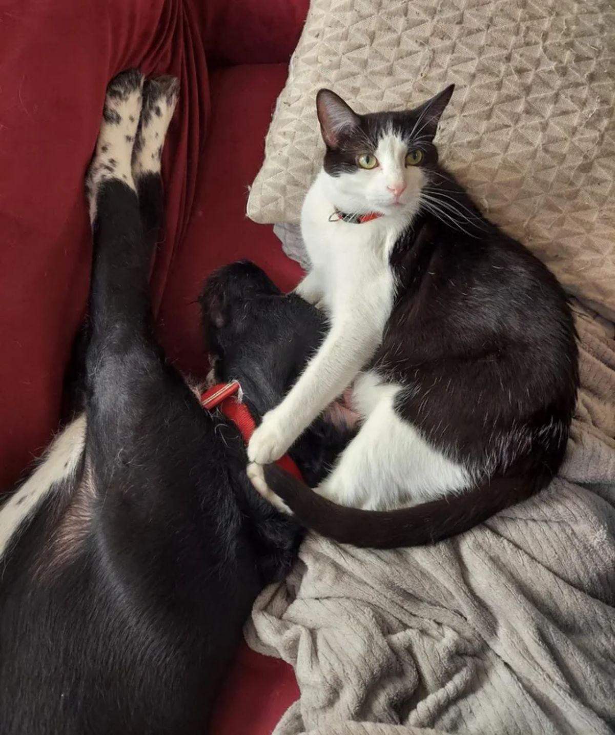 black and white dog laying sideways with a black and white cat holding the dog's head with its front legs