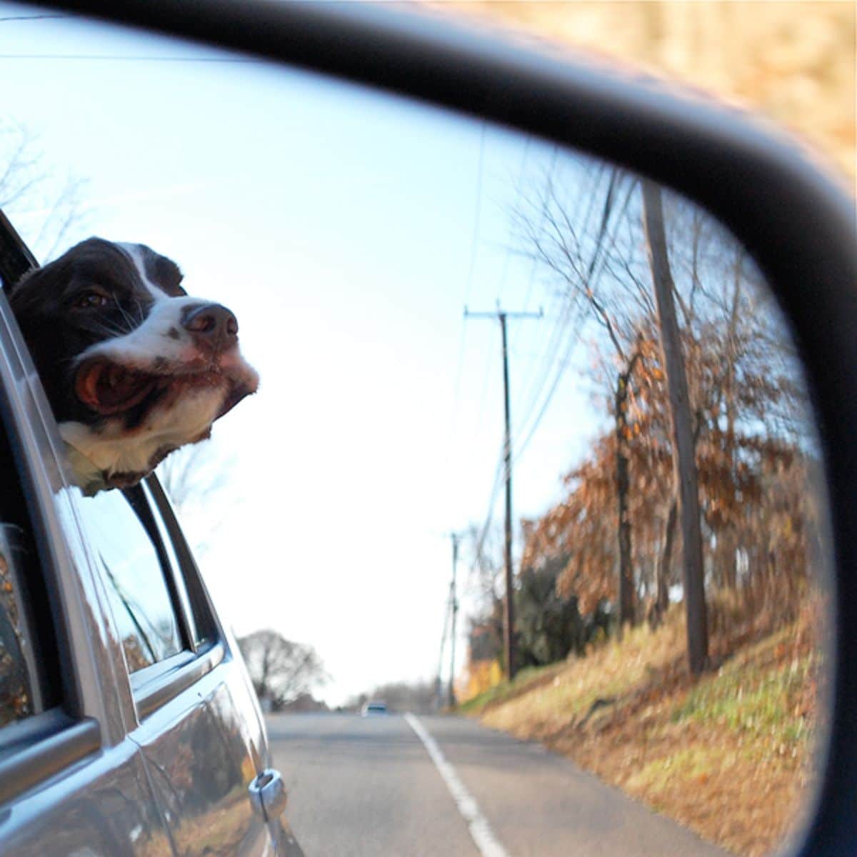 black and white dog leaning out of a car with the lips moved back seen through a side mirror