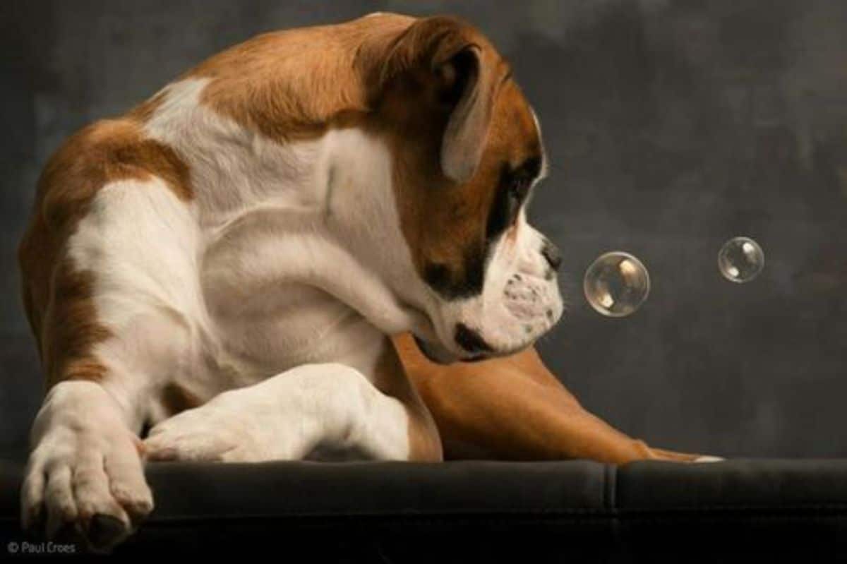 black and white dog looking at bubbles