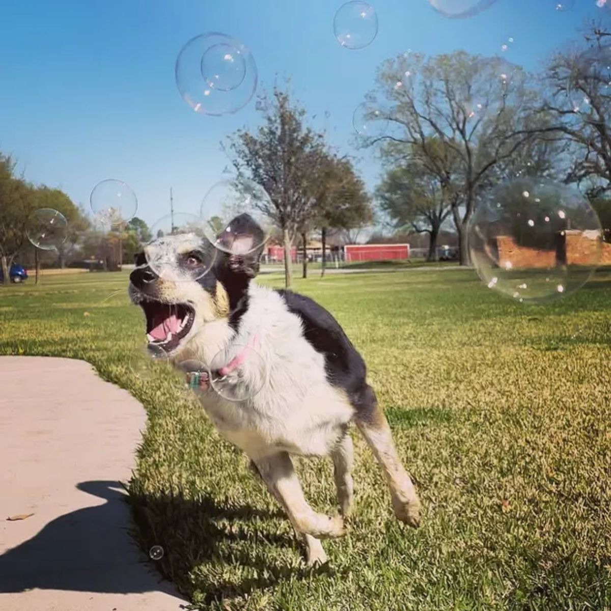 black and white dog running to catch bubbles in a dog park