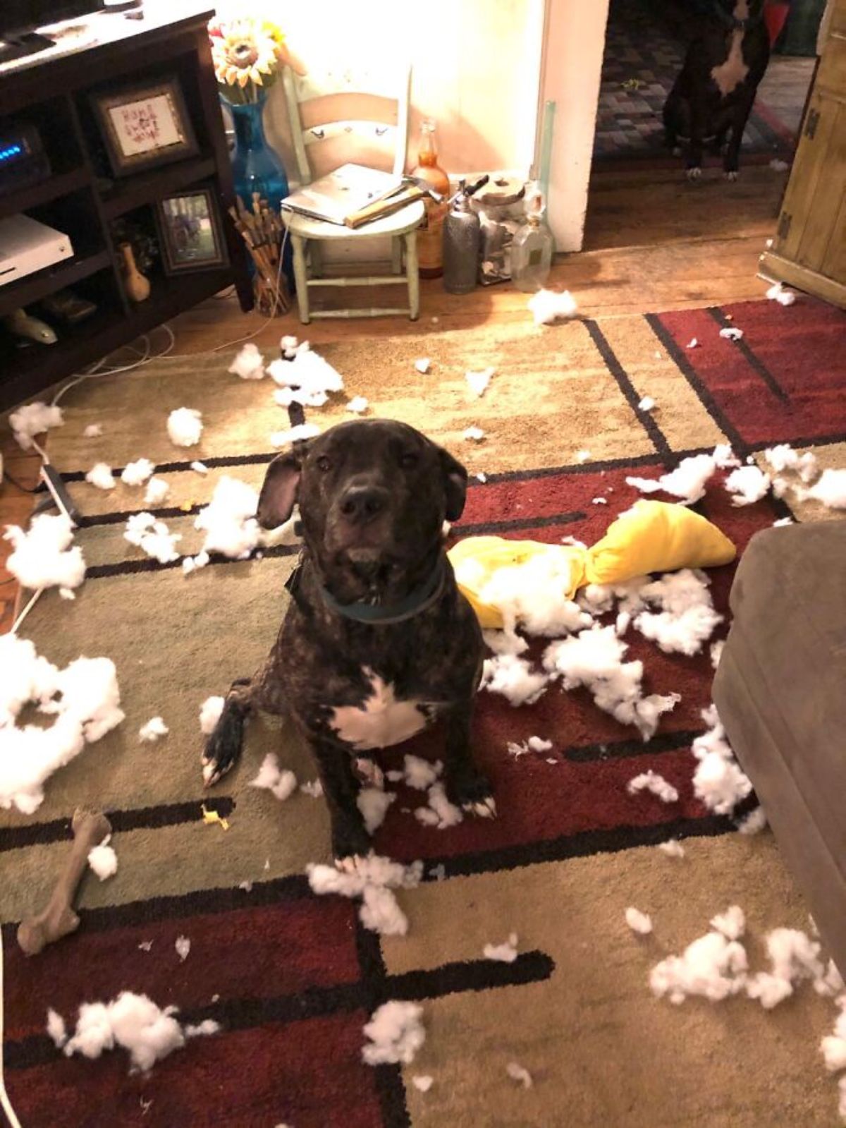 black and white dog sitting amid ripped up stuffing