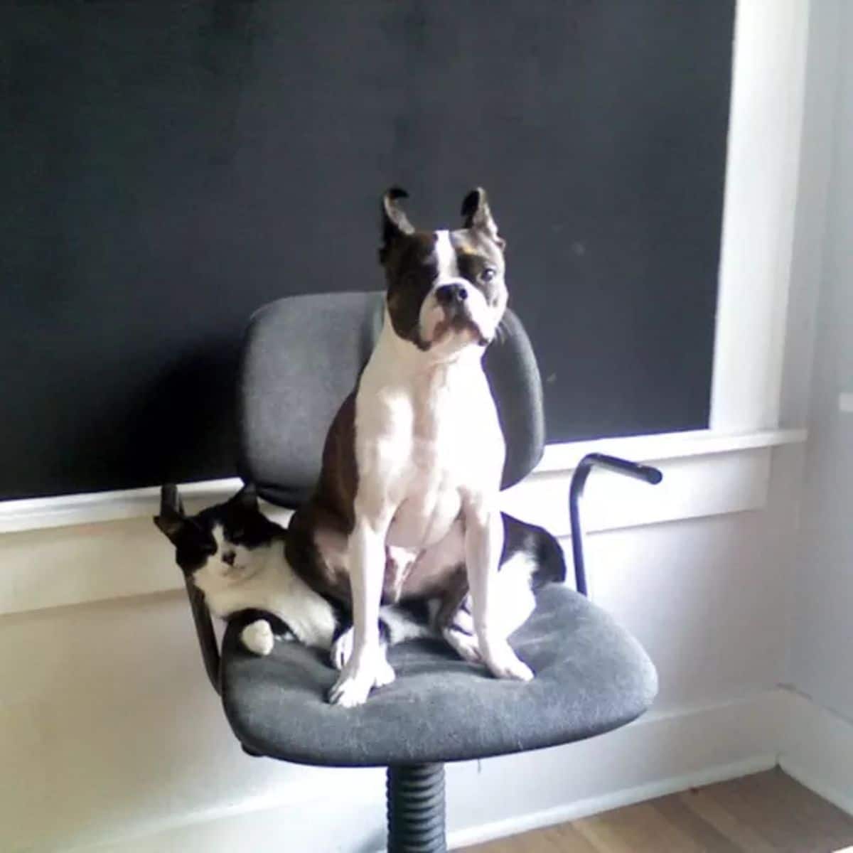 black and white dog sitting on a black and white cat laying on a grey chair