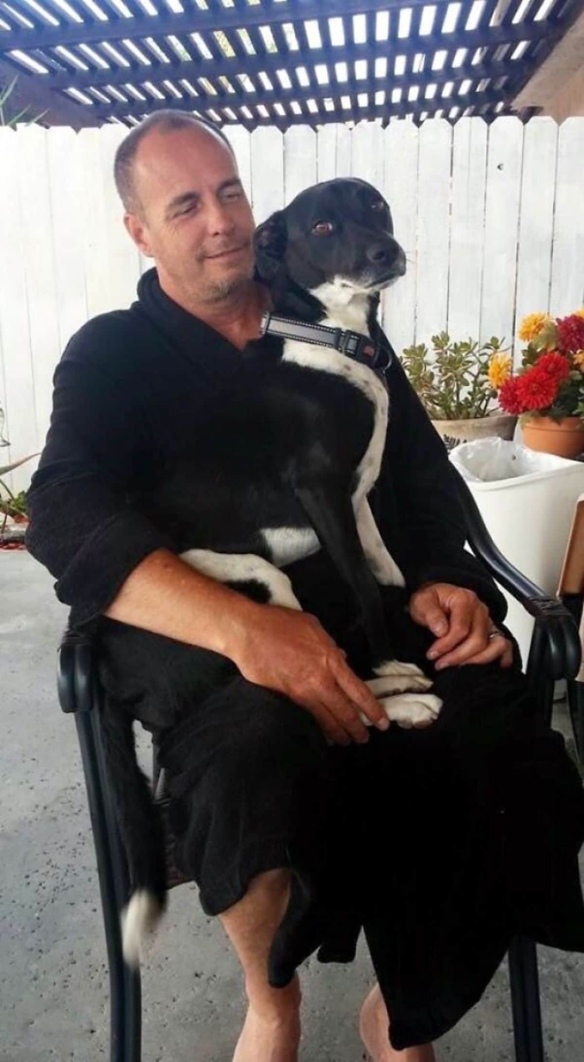 black and white dog sitting on a man's lap