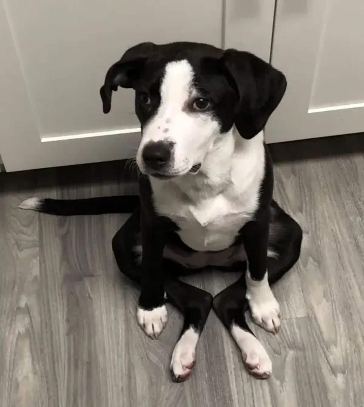 black and white dog sitting on its haunches with the back legs bent at the knees and between the front legs