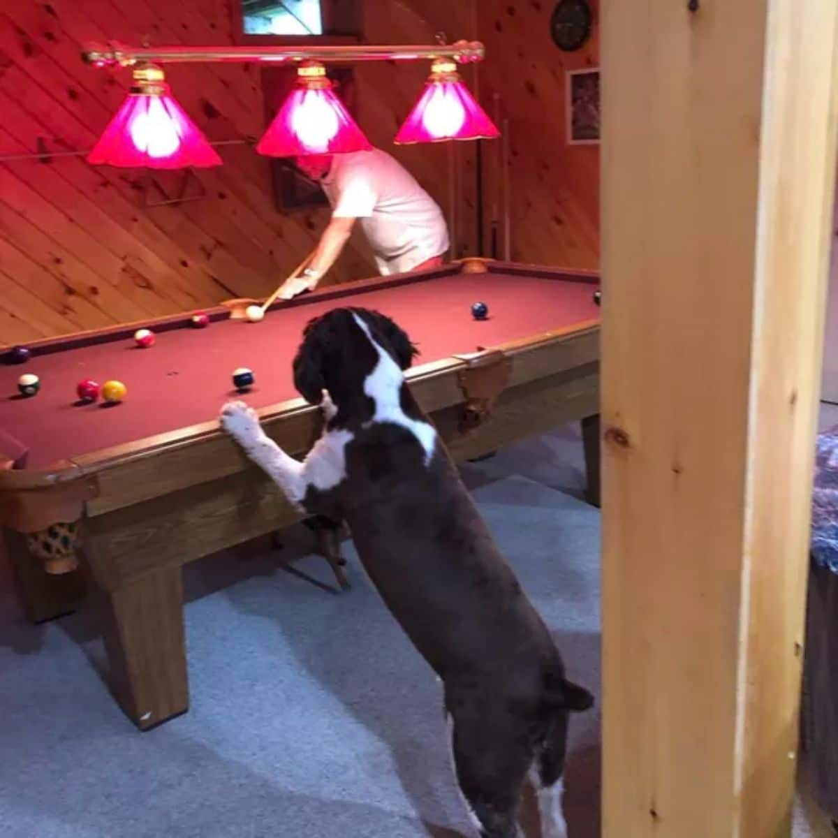 black and white dog standing on hind legs with the front paws on a pool table while a man is playing on the other side