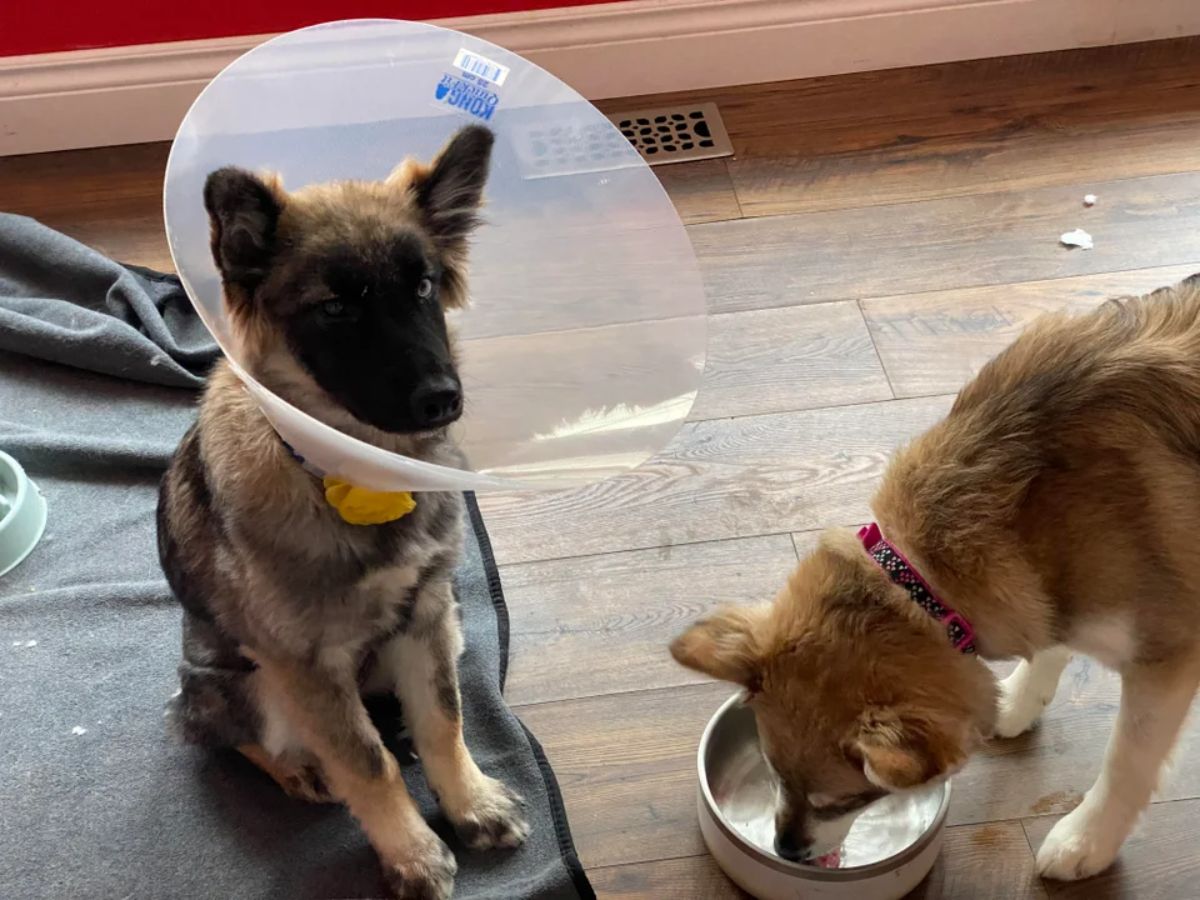 black and white dog wearing an elizabethan cone next to a brown dog drinking water out of a bowl