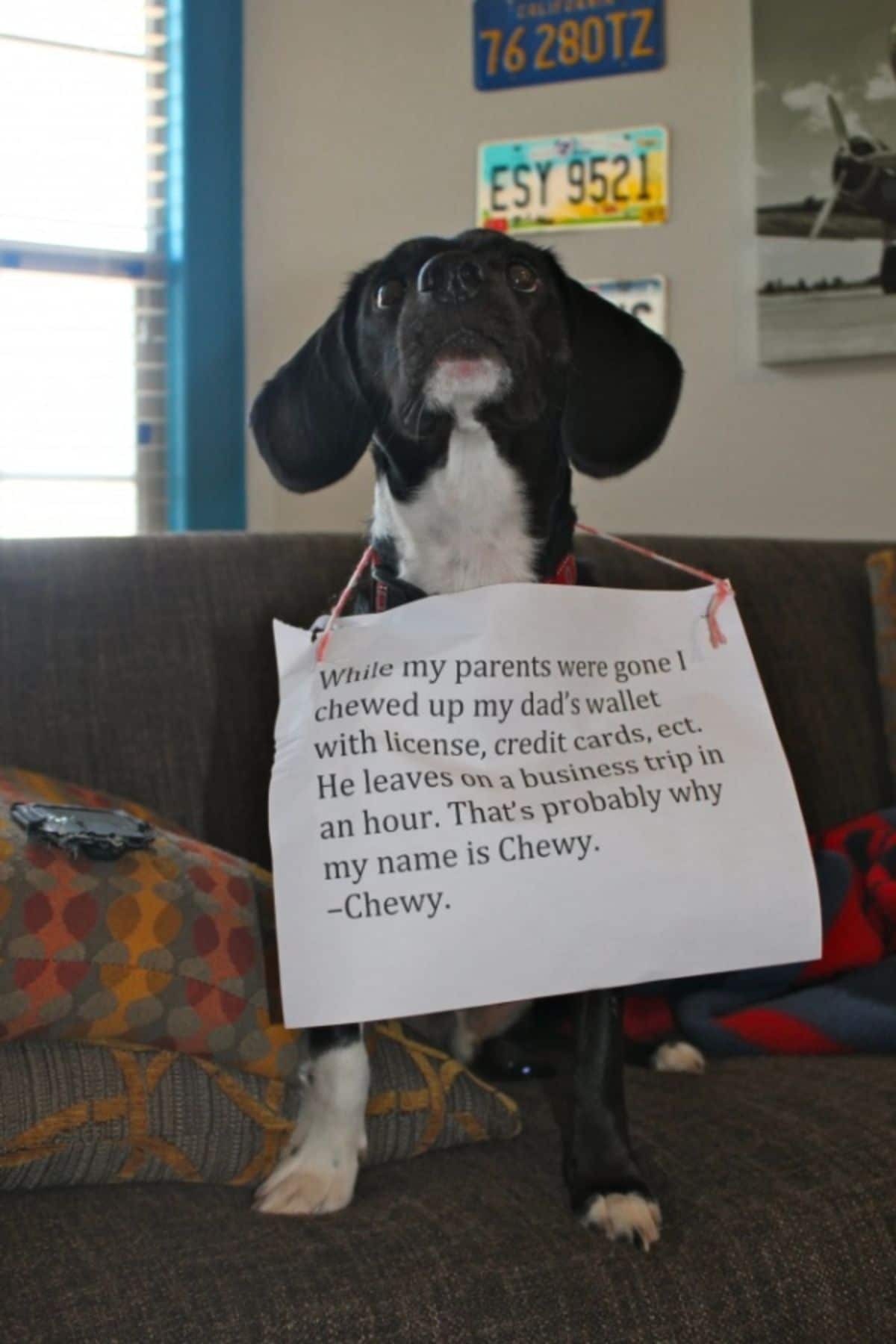 black and white dog with a sign saying he chewed up the dad's wallet