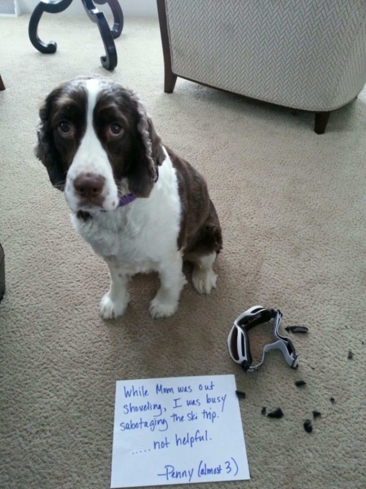 black and white dog with a sign saying she broke ski goggles with them next to the sign