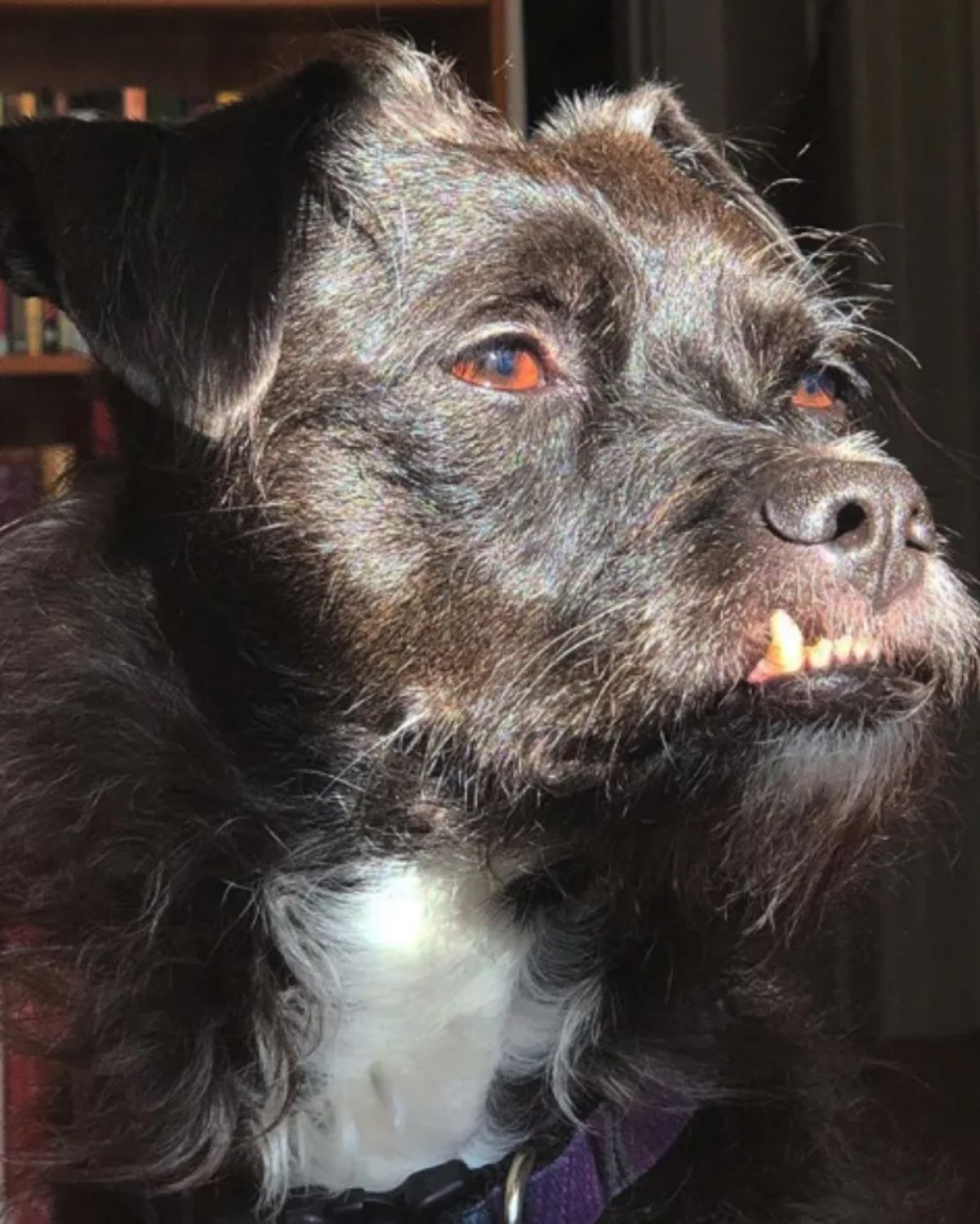 black and white dog with an underbite