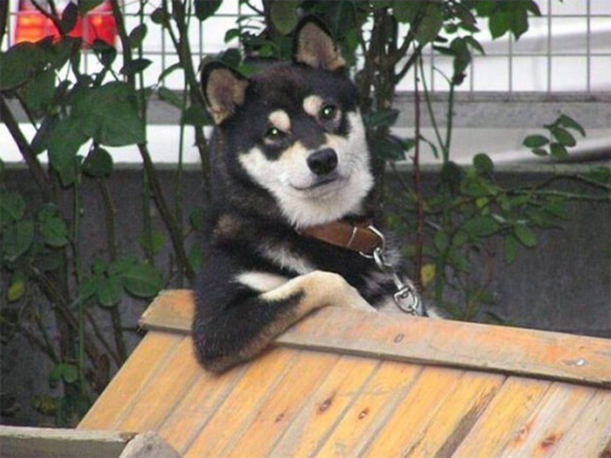 black and white dog with one front leg bent at the elbow and placed on a wooden table