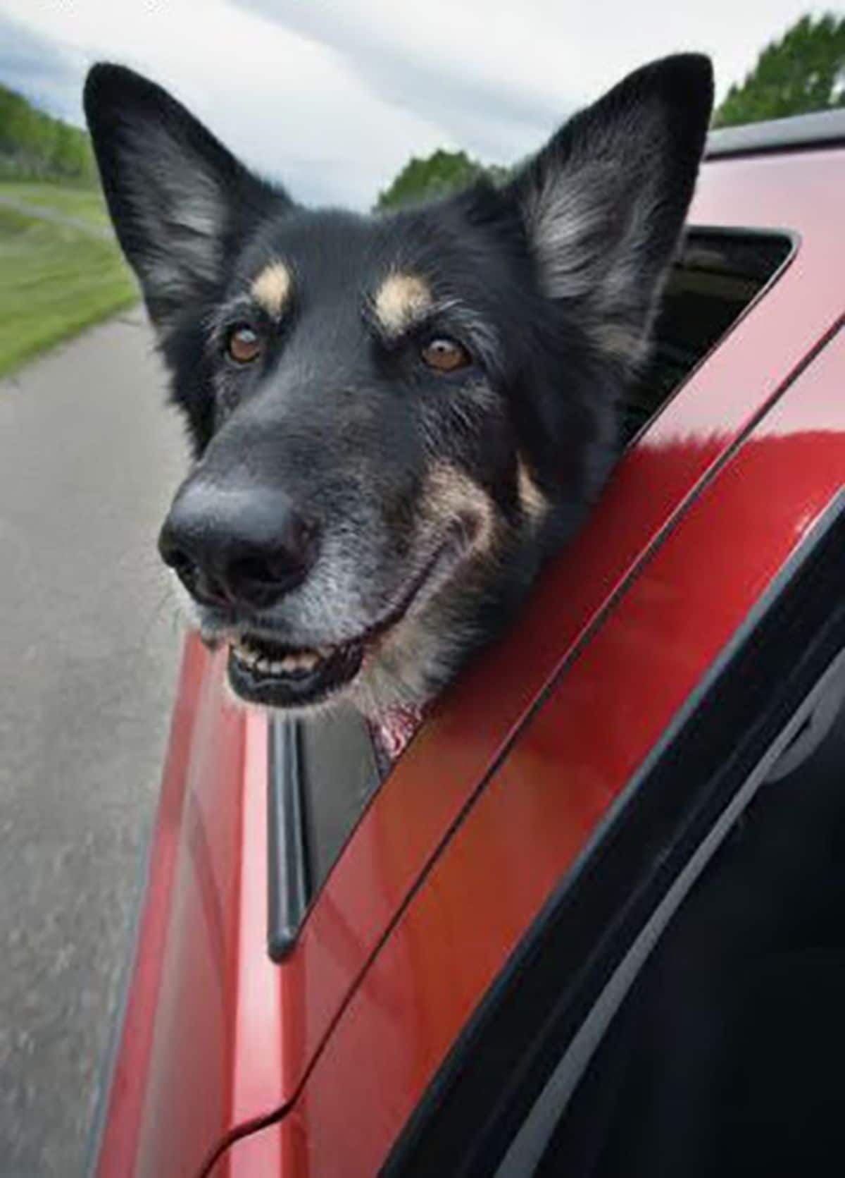 black and white dog with the head sticking out of a red car window
