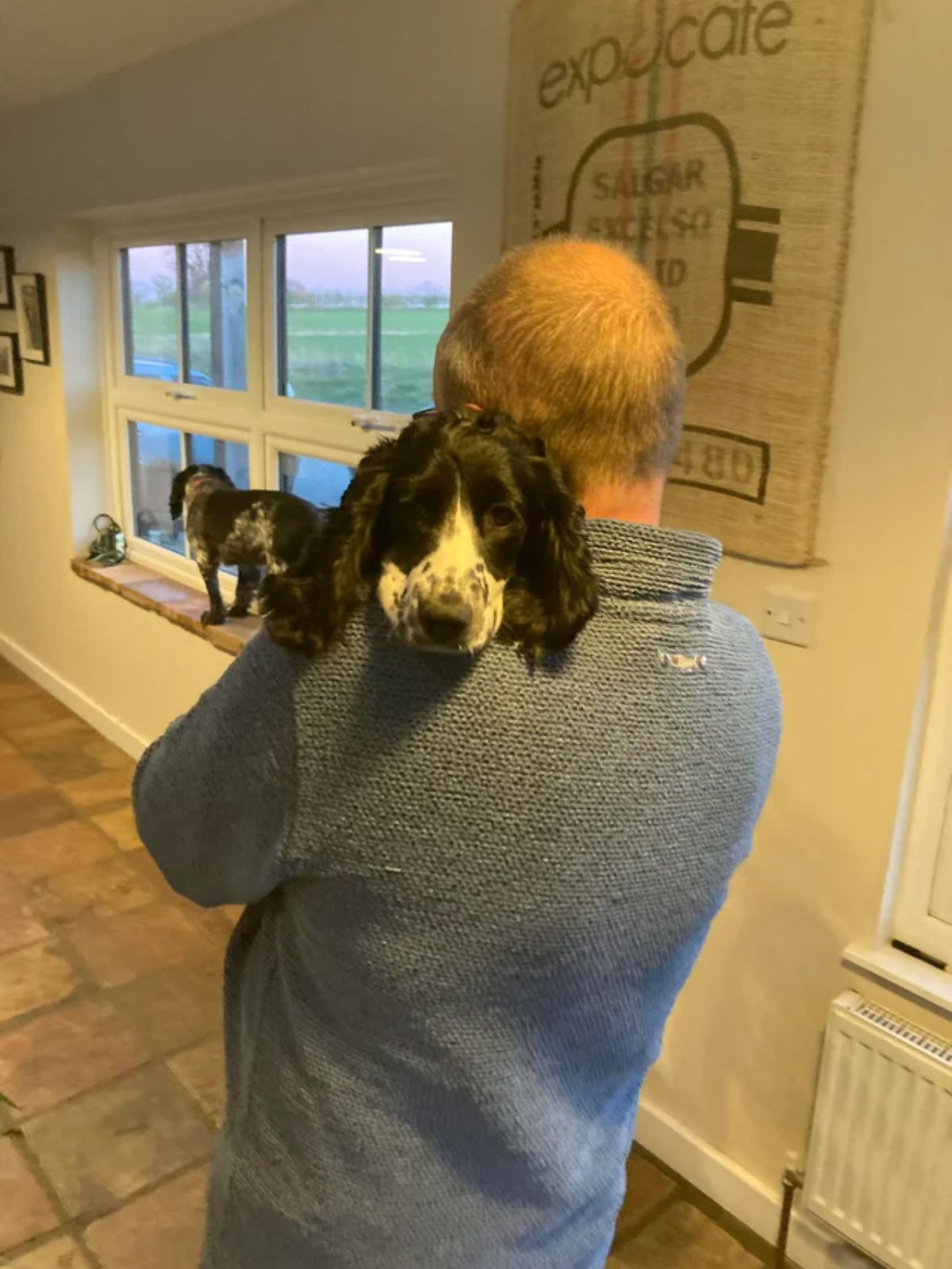 black and white english setter being carrier by an old man with the dog's head placed on the man's shoulder