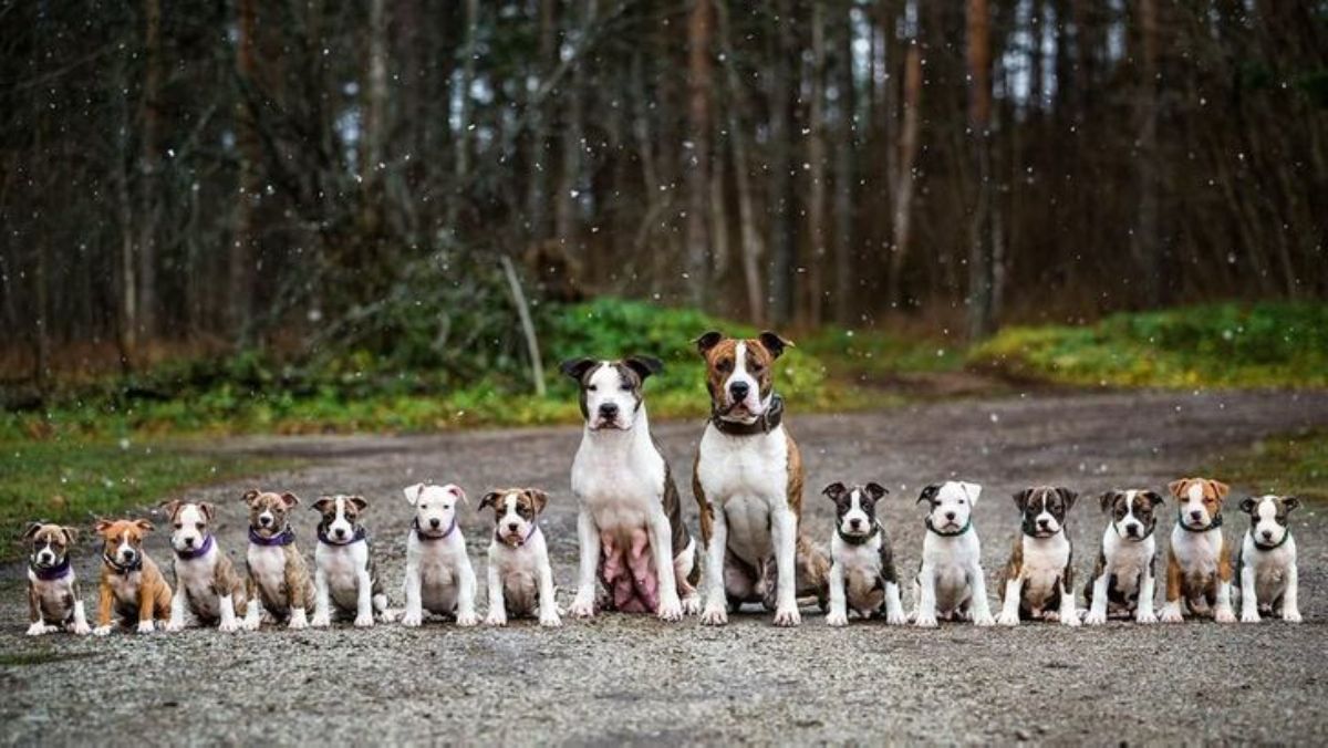 black and white female pitbull and brown and white pitbull with 7 puppies on their right and 6 puppies on their left