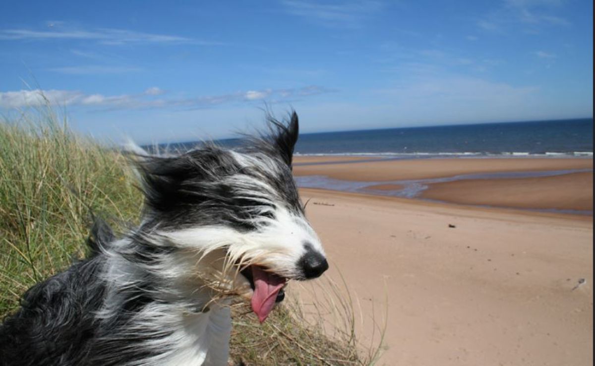 black and white fluffy dog at a beach with the wind blowing the fur back