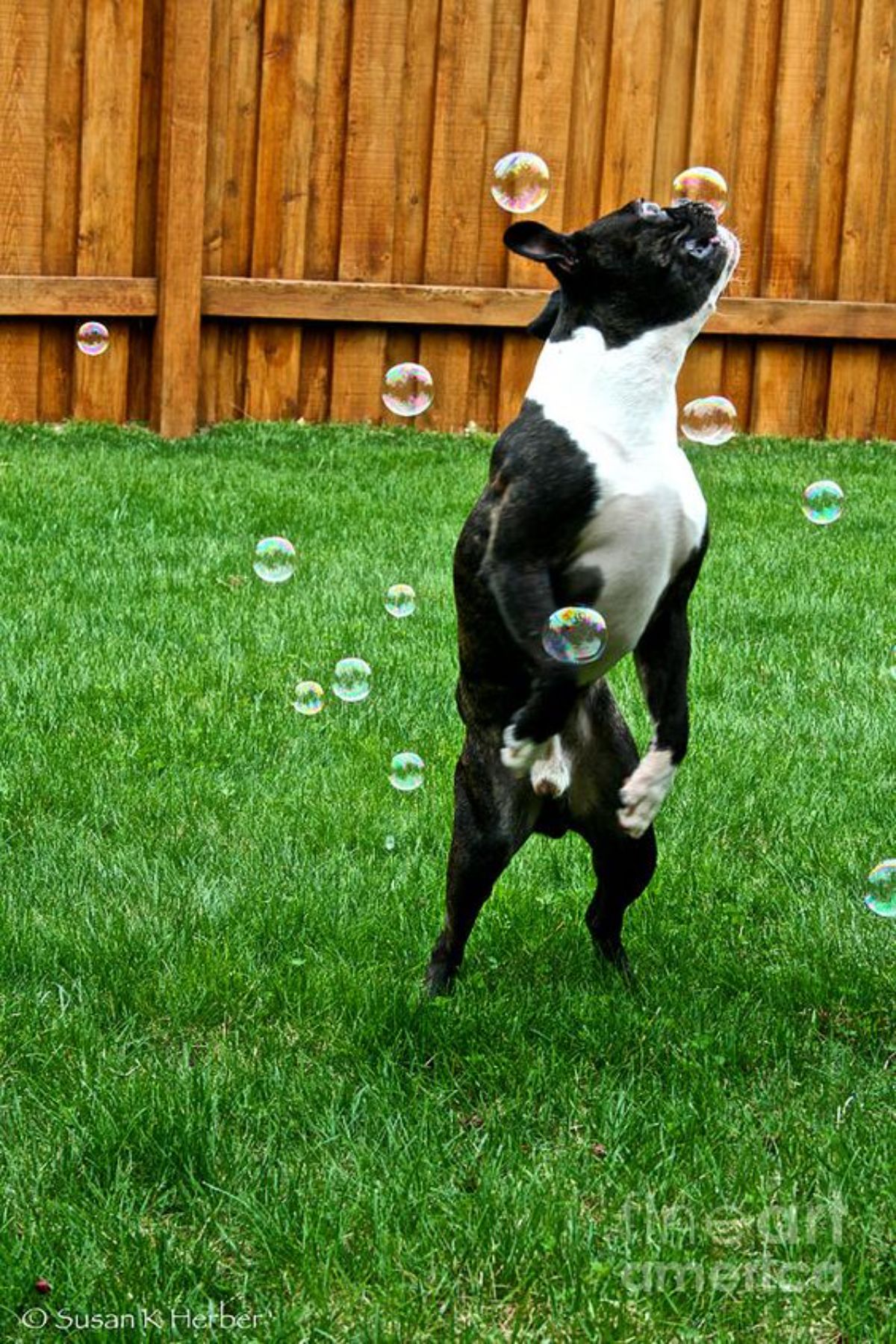 black and white french bulldog leaping to catch bubbles